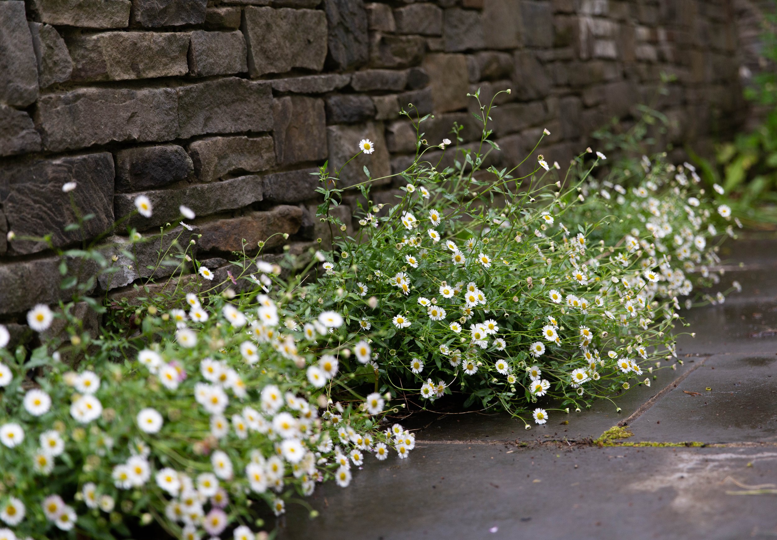 Victoria-Wade-erigeron-stone-wal.jpg