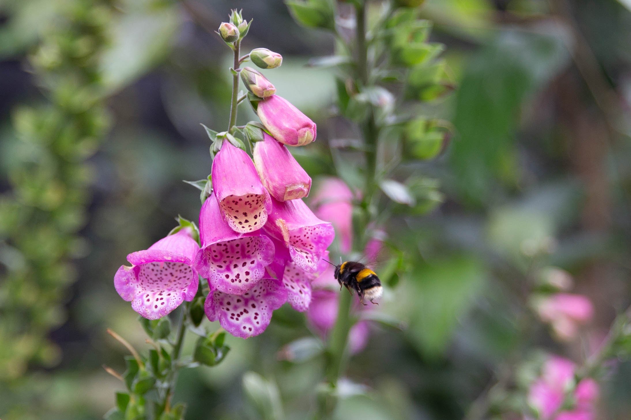 Victoria-Wade-foxgloves-bee.jpg