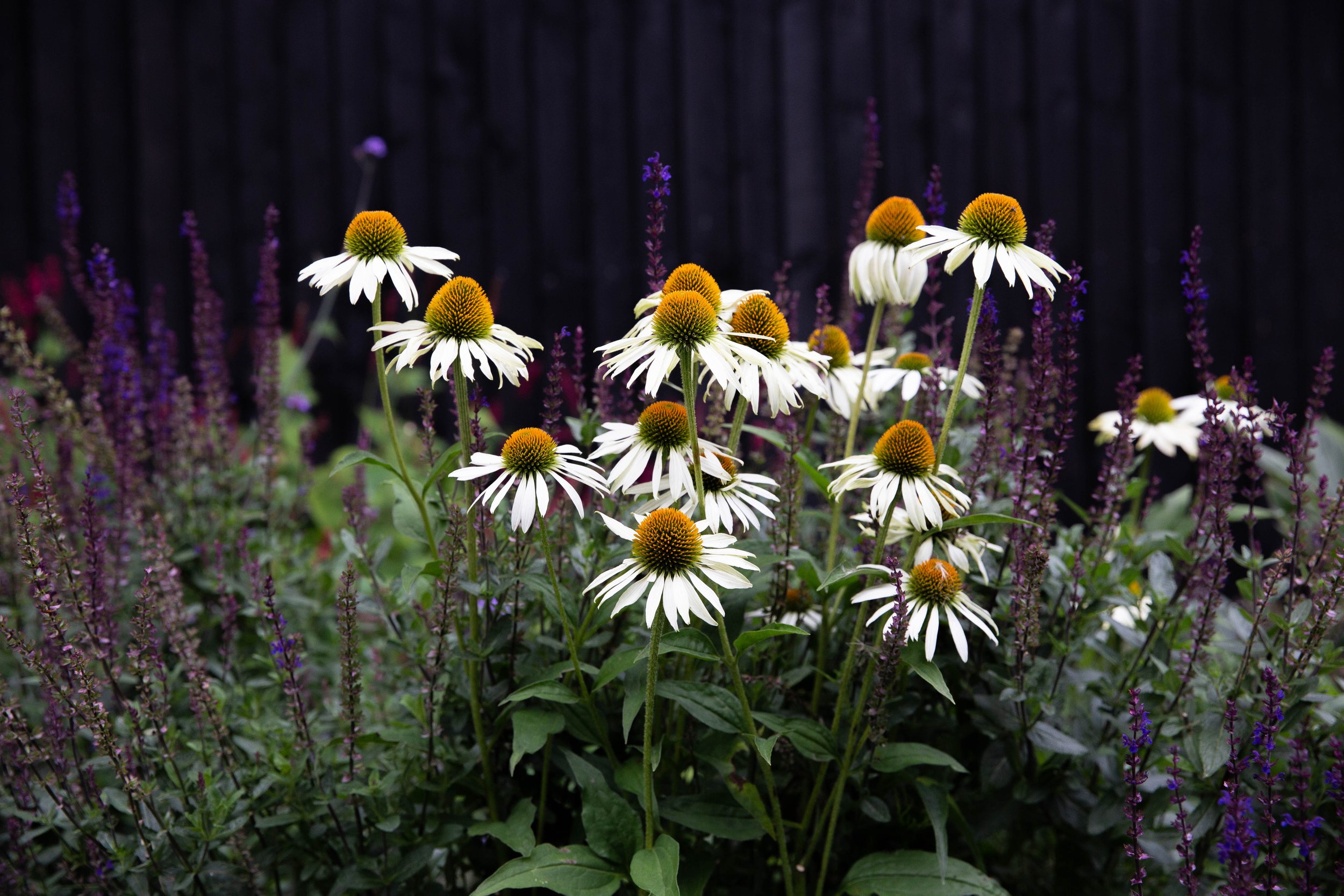 echinacea-white-swan-salvia-caradonna.jpg