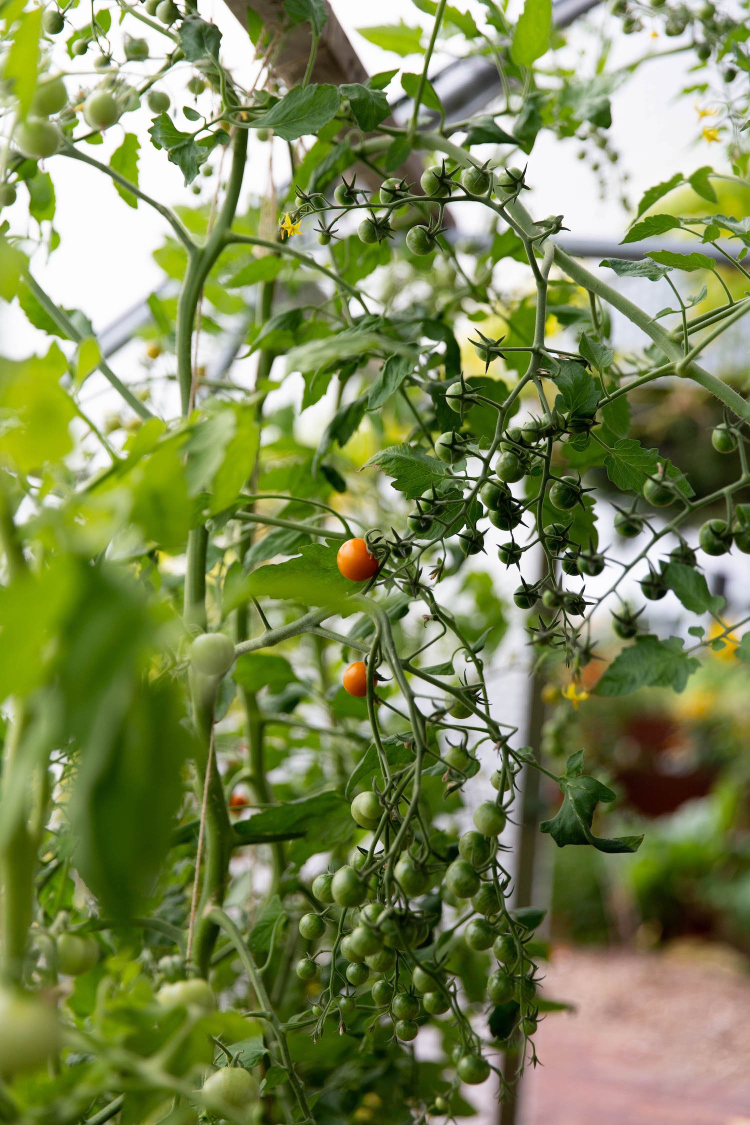 Polytunnel tomatoes RHS community garden Blanaevon Victoria Wade landscape.jpeg