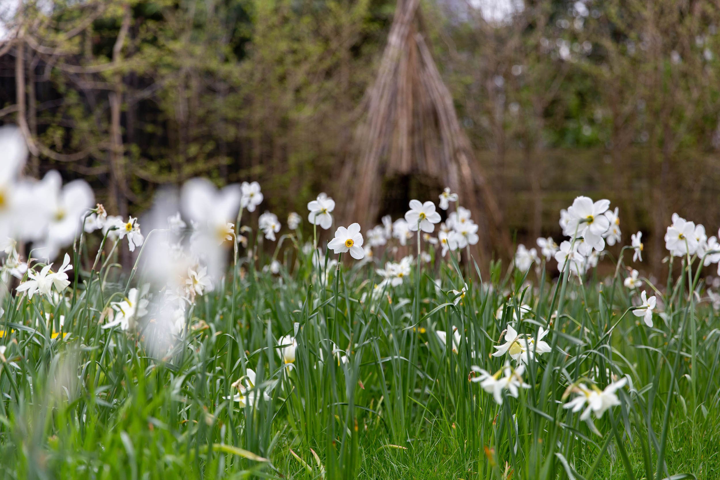 Daffodils growing in lawn.jpeg