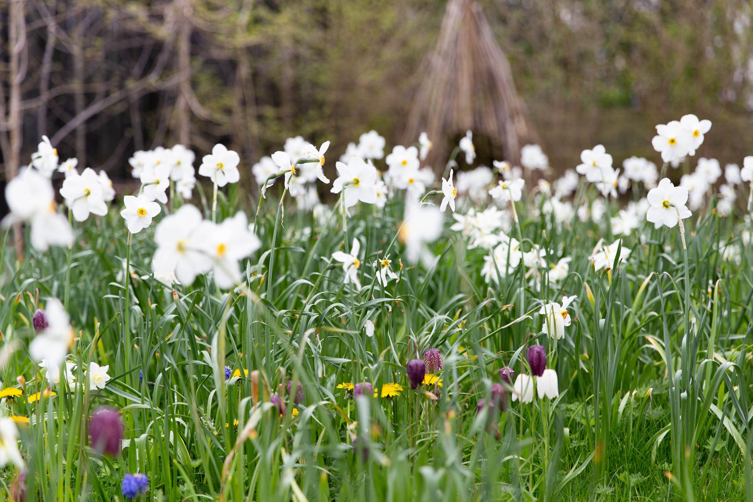 Narcissus fritillary dandelion growing in lawn.jpeg