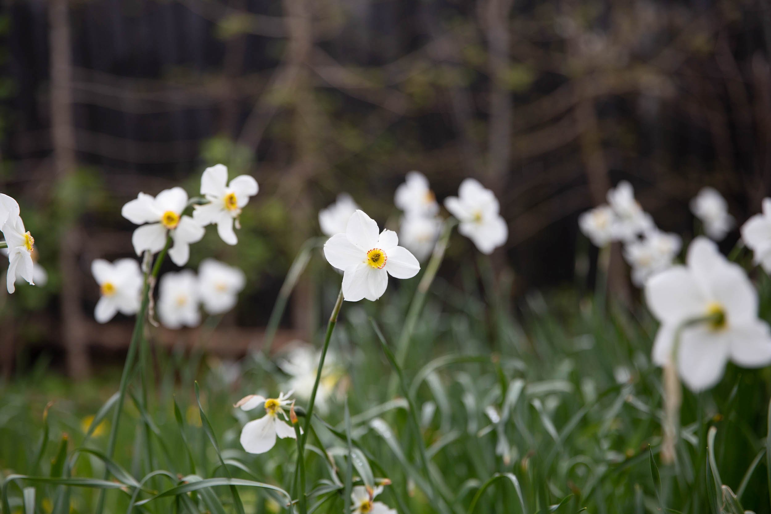 Narcissus in lawn.jpeg