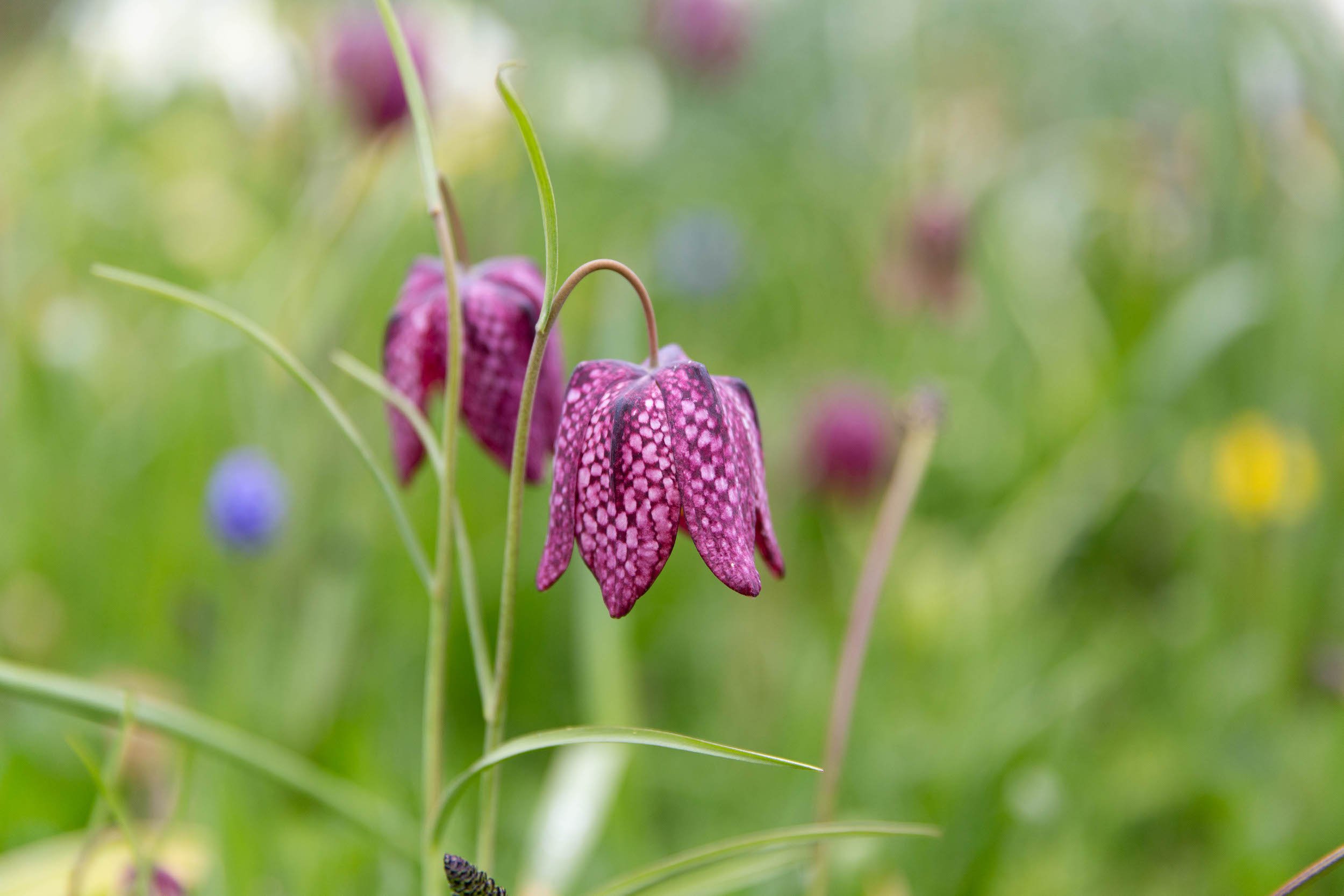 Snakeshead fritillary.jpeg