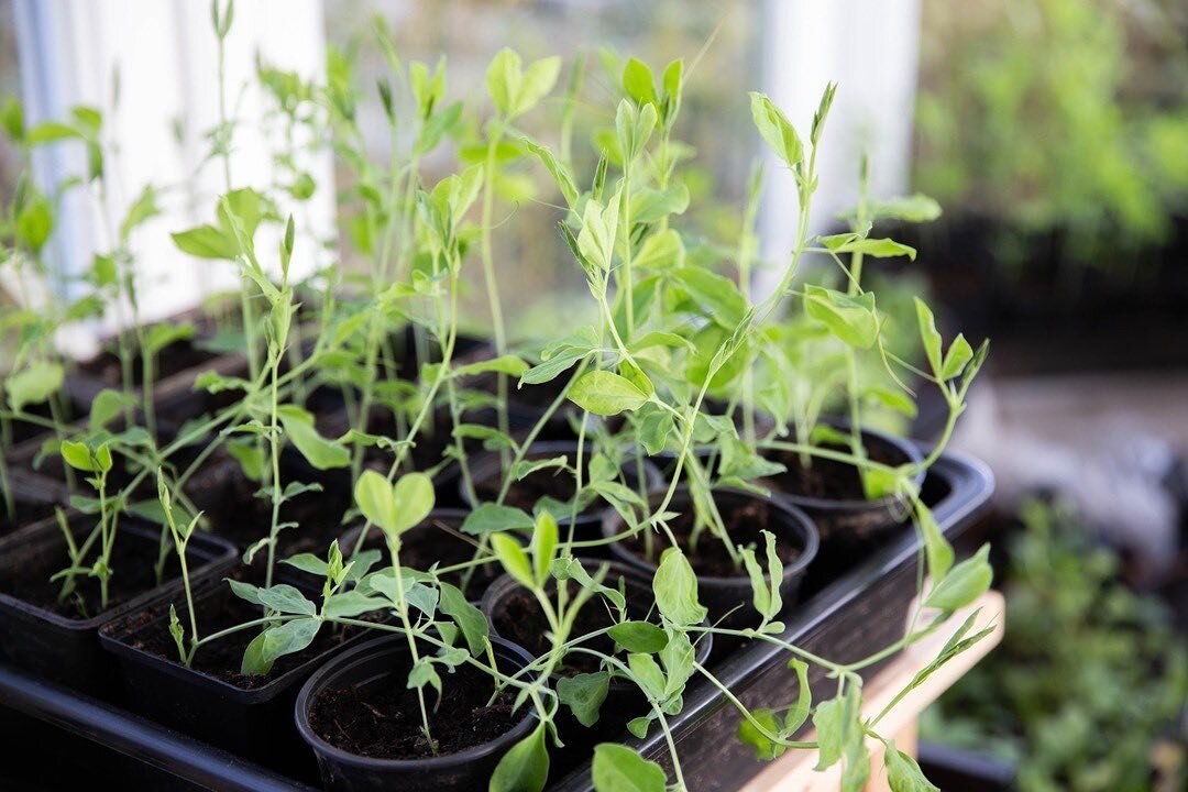 The sweet peas we sowed back in the Winter are doing well and it&rsquo;s time to move them on. Once sweet peas reach this sort of size, you can pot them on into a bigger container. Pinch out the tops when you do, to encourage bushy plants. Sweet peas