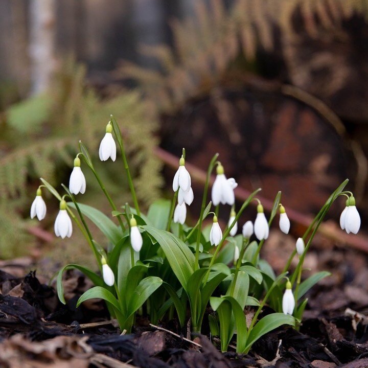 We&rsquo;ve been planting literally thousands of snowdrops these past few weeks. 

Though they grow from bulbs, snowdrops are quite unusual in that they tend to establish best when planted &ldquo;in the green&rdquo; &mdash; just after the flowers are