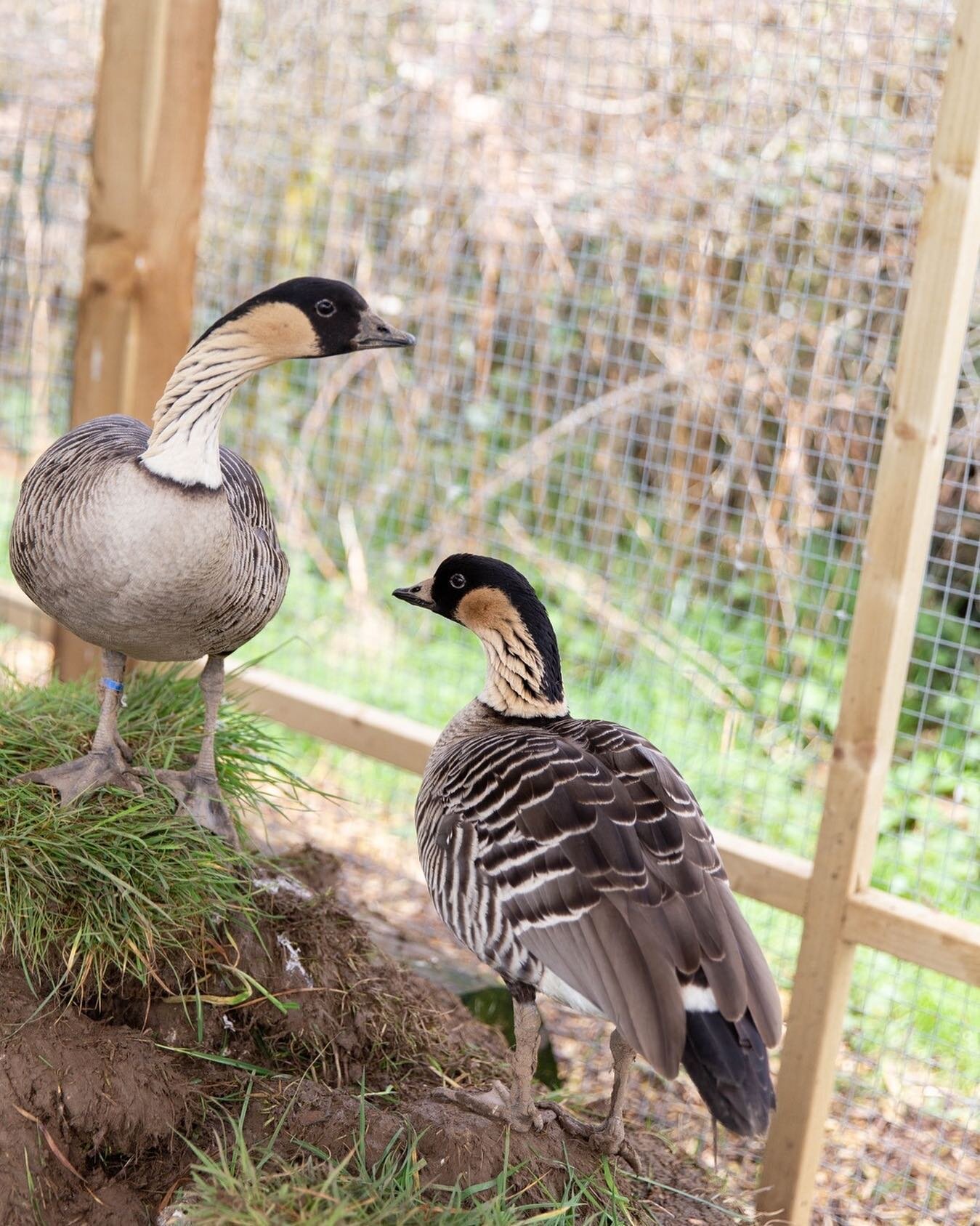 These two have been very busy over the past few weeks! Mrs Goose laid 3 eggs at the start of the month and has been sitting on them diligently ever since and Mr Goose has been protecting her fiercely!! If they have been successful then they should be