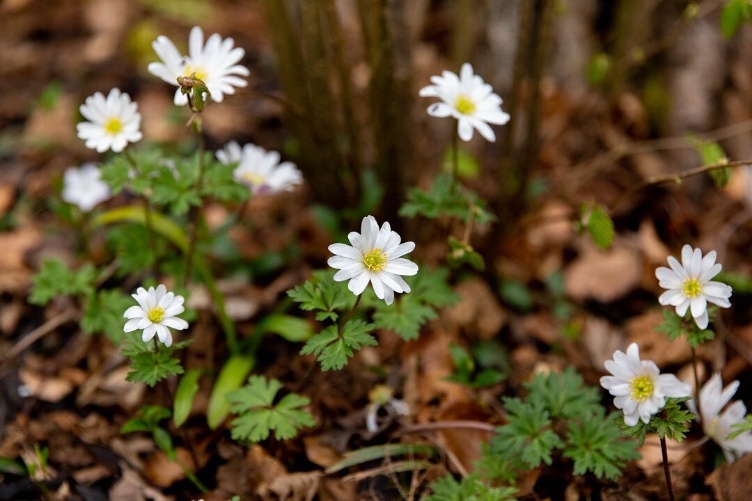 The woodland floor is full of flowers at the moment, and these delicate wood anemones are some of our favourites. At this time of year, before the trees are fully in leaf, plenty of sunlight can filter through the canopy and reach the ground, which i