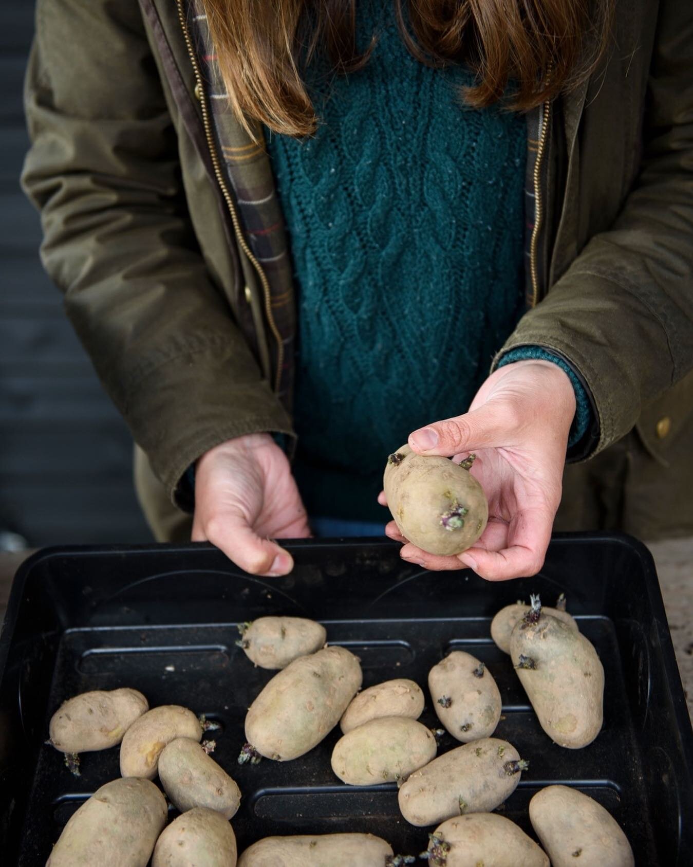 We&rsquo;re quite new to growing potatoes, and have only been growing our own for the last year or two. We&rsquo;ve found it easiest to grow them in big pots, filling over the top with compost as the stems shoot upwards&hellip;(There is something ver