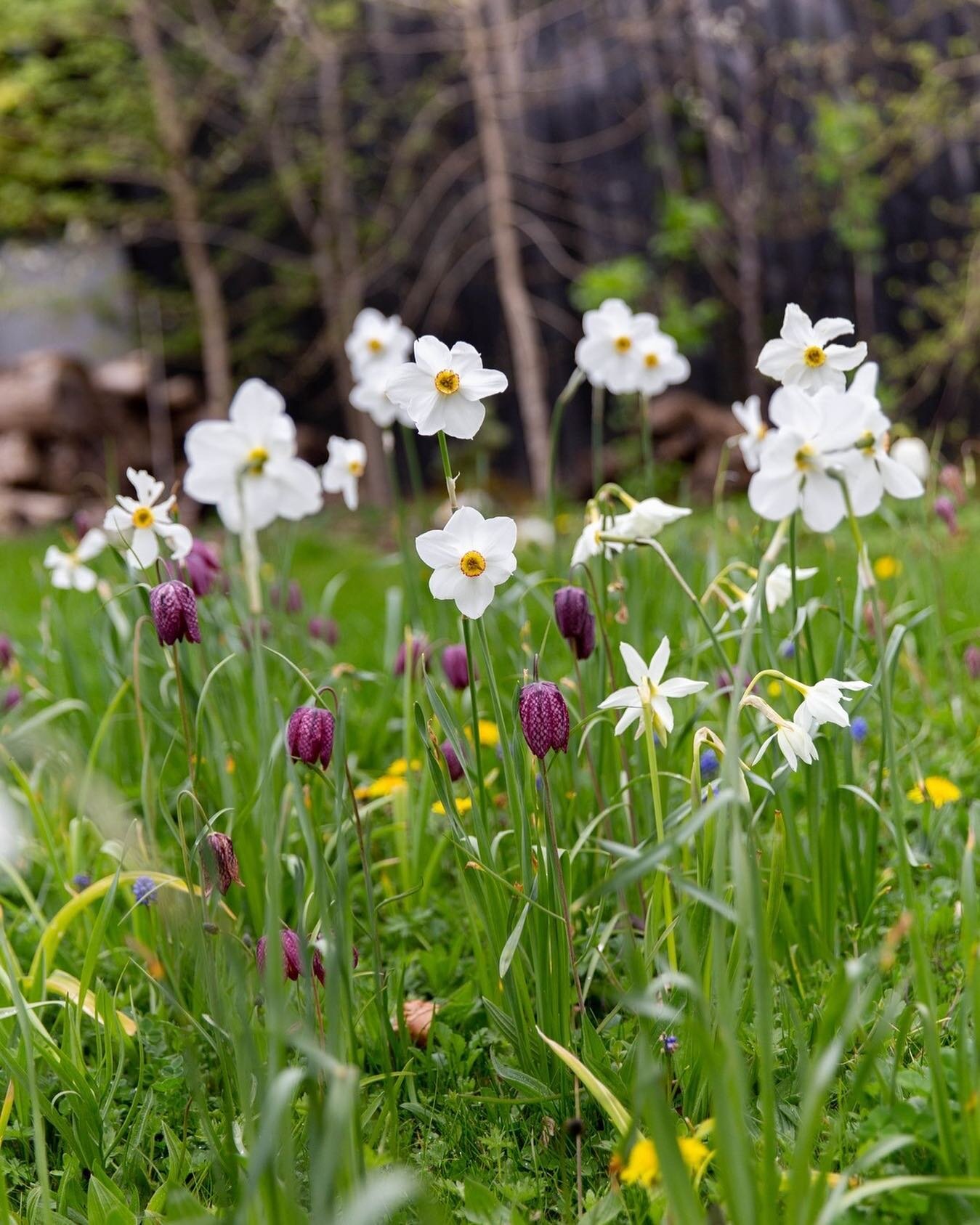 Despite being squashed by the unexpected snow at the start of last week, our bulb meadow is flourishing this year. The daffodils were the most knocked by the sudden snowfall, but have all perked back to life, and look especially good right now mixed 