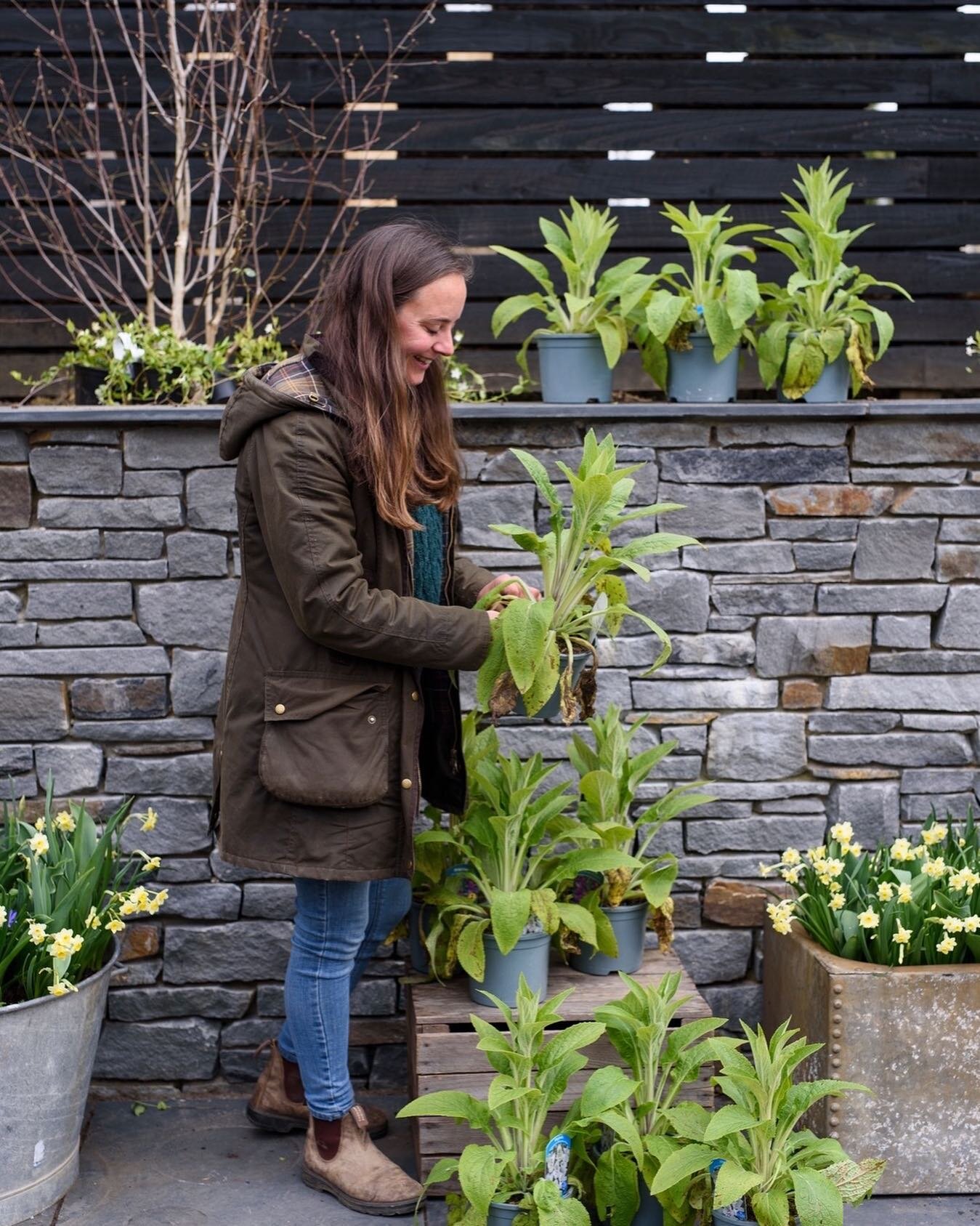 Now is a great time to plant out foxgloves for a display in May and June. We sow lots of ours from seed, keeping them in pots for the first year and planting out around now in their final position. Foxgloves are biennials, so the first year they are 