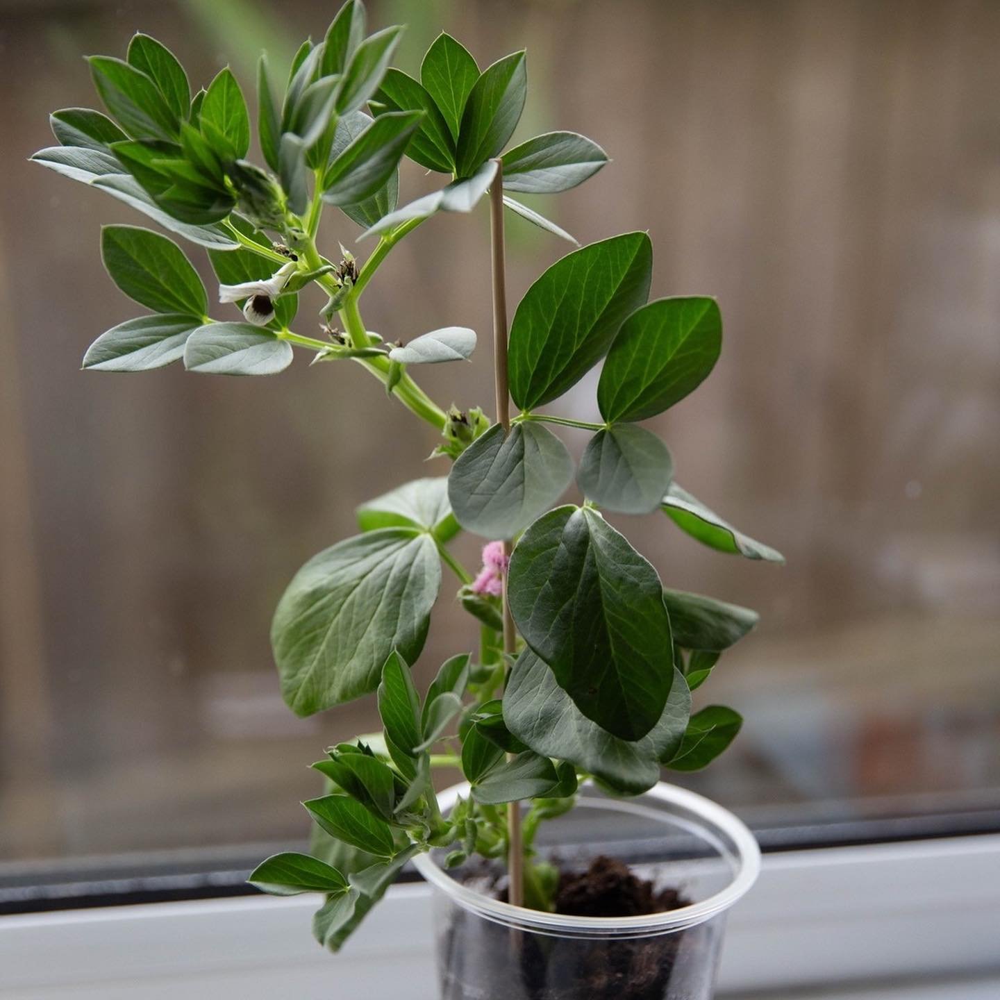 Our little one had some excellent homework over the Easter break: to keep this broad bean plant alive. She and her classmates grew one each at school &mdash; and have been watching (and measuring!) to see how tall they grow. Luckily, despite forgetti