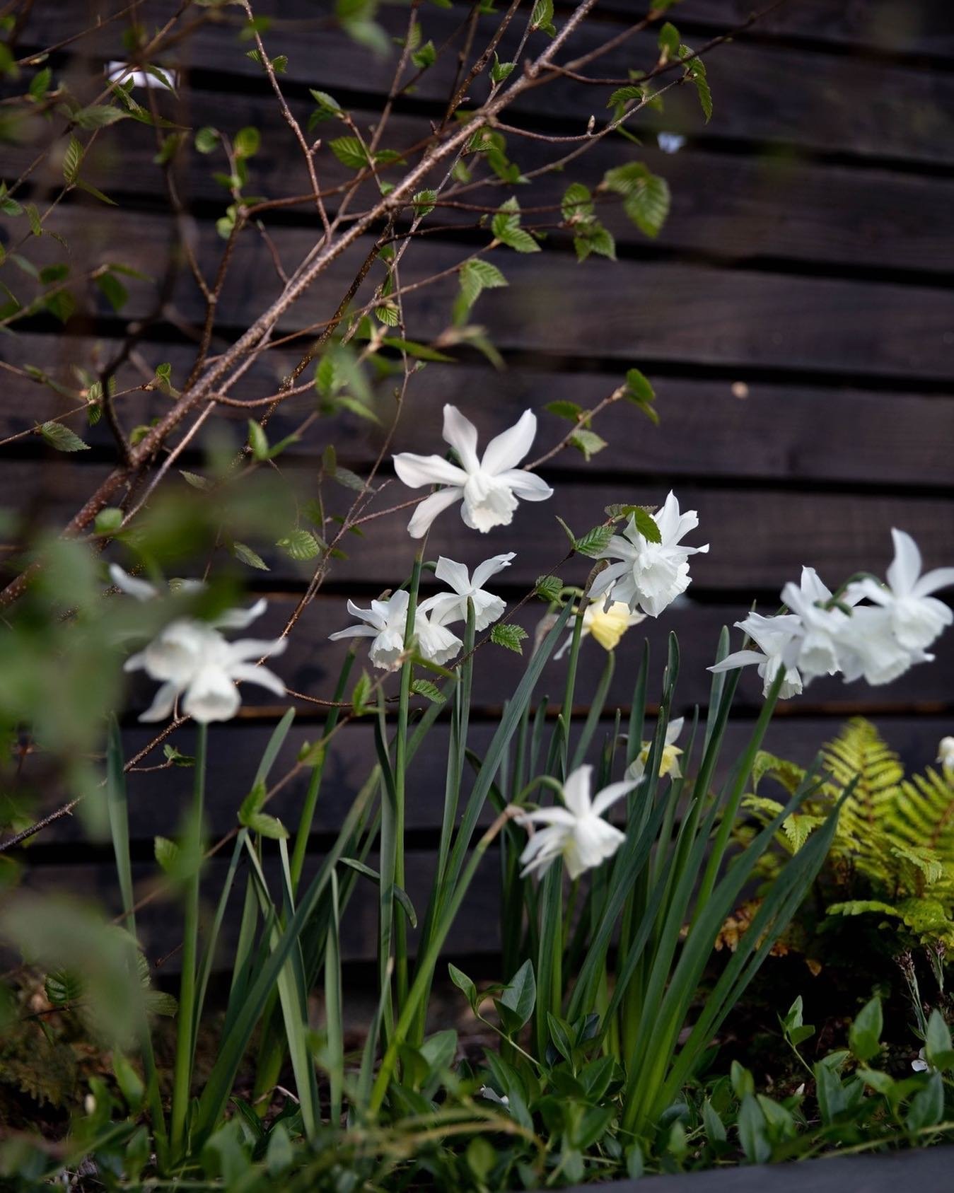 We&rsquo;ve been having something of a narcissus moment this year, after planting more than 10,000 daffodil bulbs last Autumn, across our own and our clients&rsquo; land! Narcissus Thalia, in the picture, is always one of our favourites, with its del