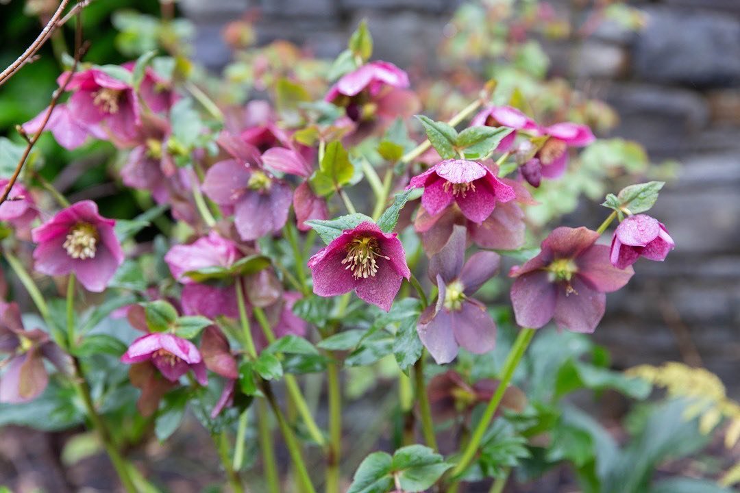 Hellebores are such an invaluable plant in the garden &mdash; first flowering in winter, but keeping going right through Spring. At this time of year they look amazing alongside all the fresh Spring growth that is coming through.

Some of our favouri