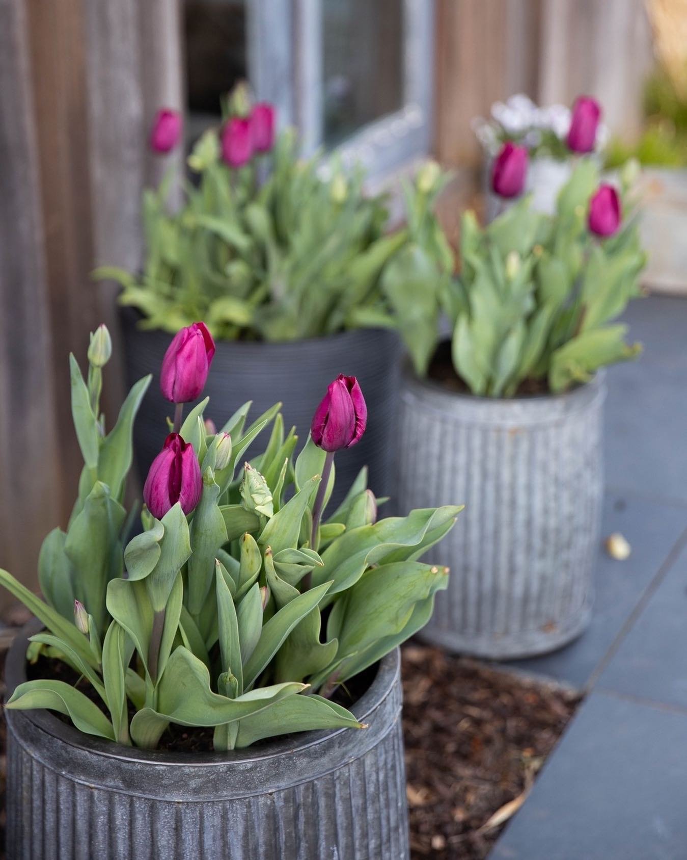It&rsquo;s one of my very favourite moments of the year when all the tulips come out, and this year is no exception! These are just a few of the gorgeous tulips growing in pots in my parents&rsquo; garden. Growing tulips in pots is a great way of exp