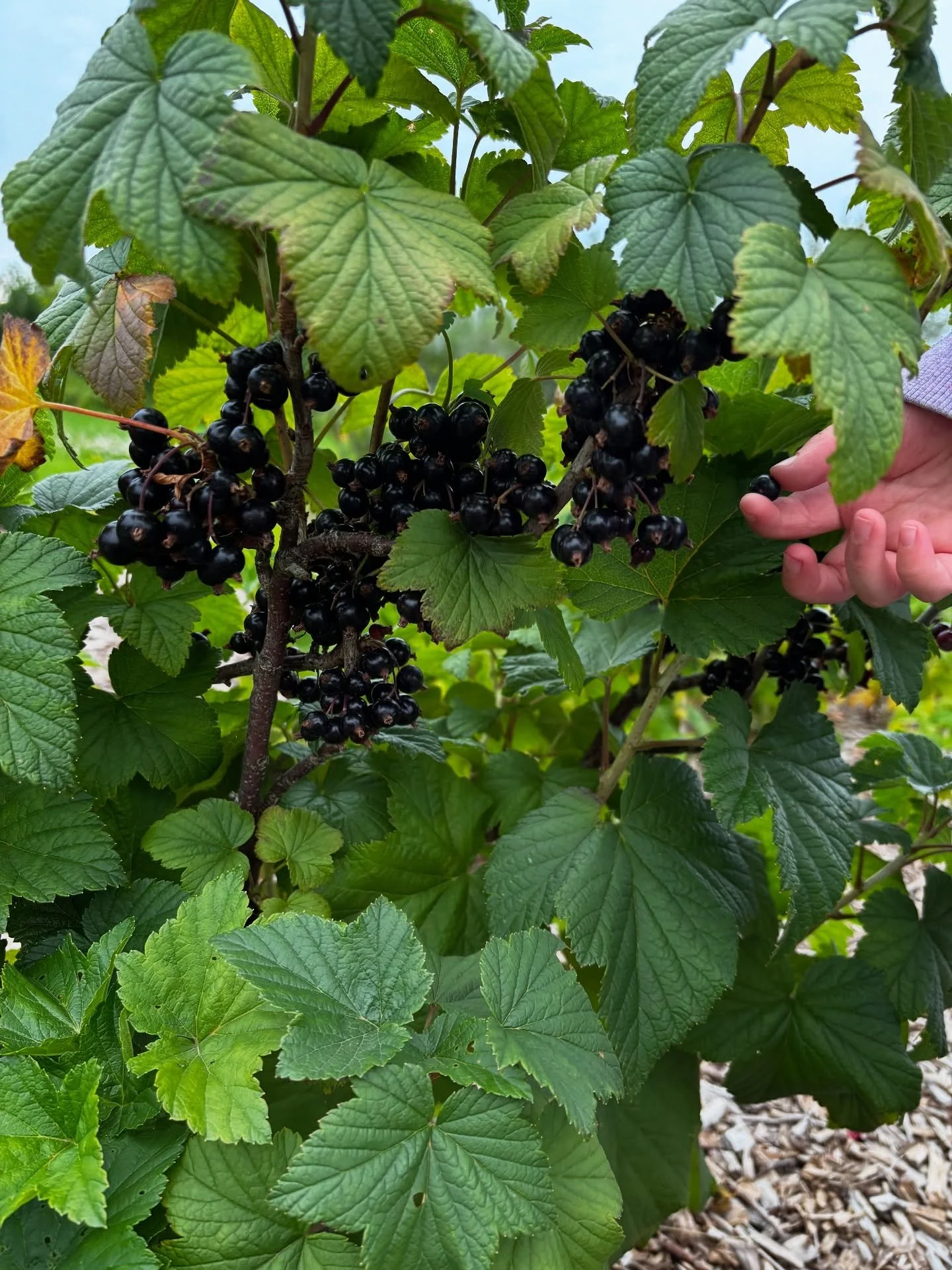3kg of blackcurrants turned into a mountain of yummy jam! we&rsquo;ve already finished a jar of it in less than a week 😝 still lots more to pick- any blackcurrant recipe suggestions gratefully received!!