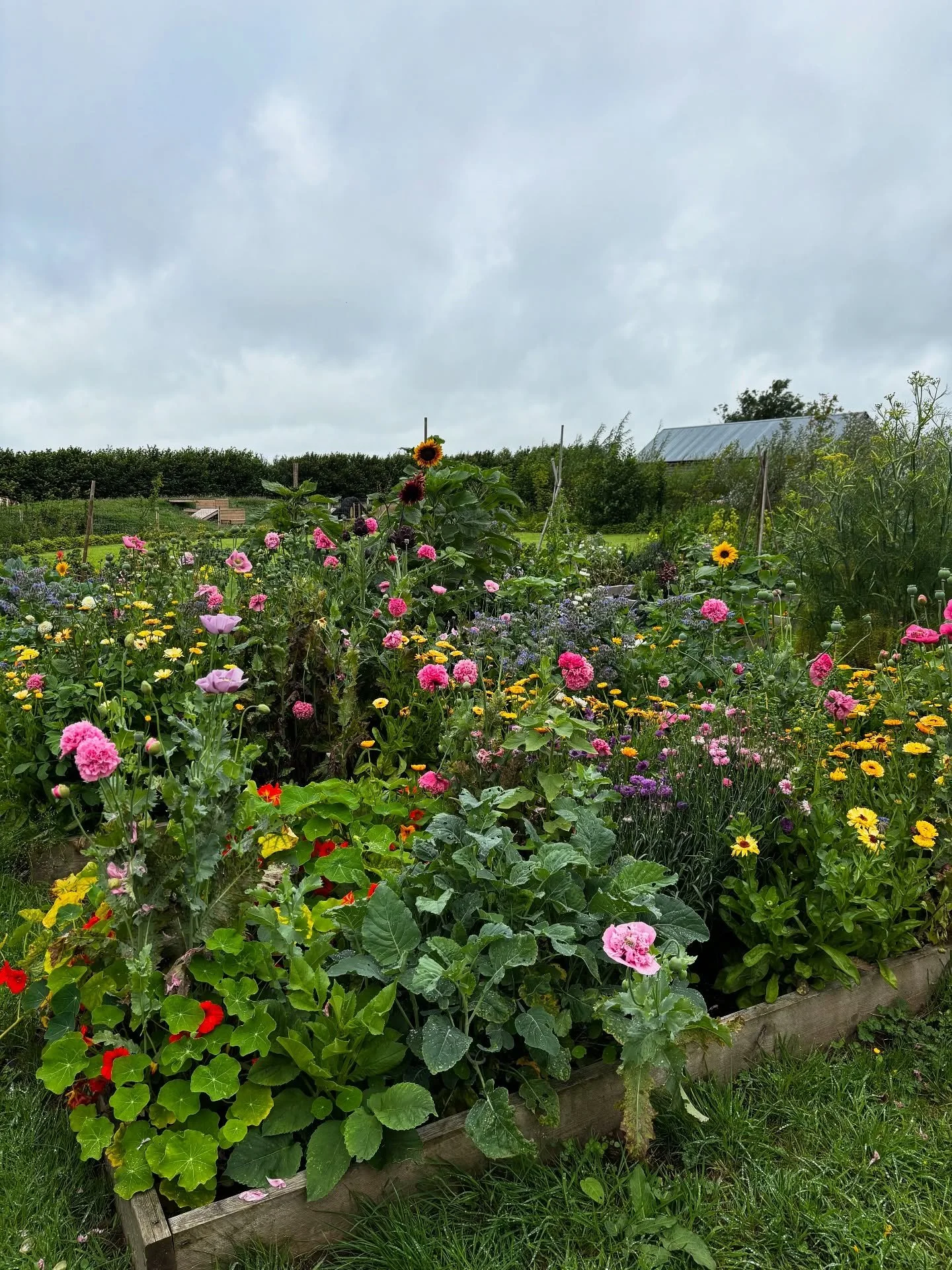 Veg patch looking happy in the drizzle this afternoon
