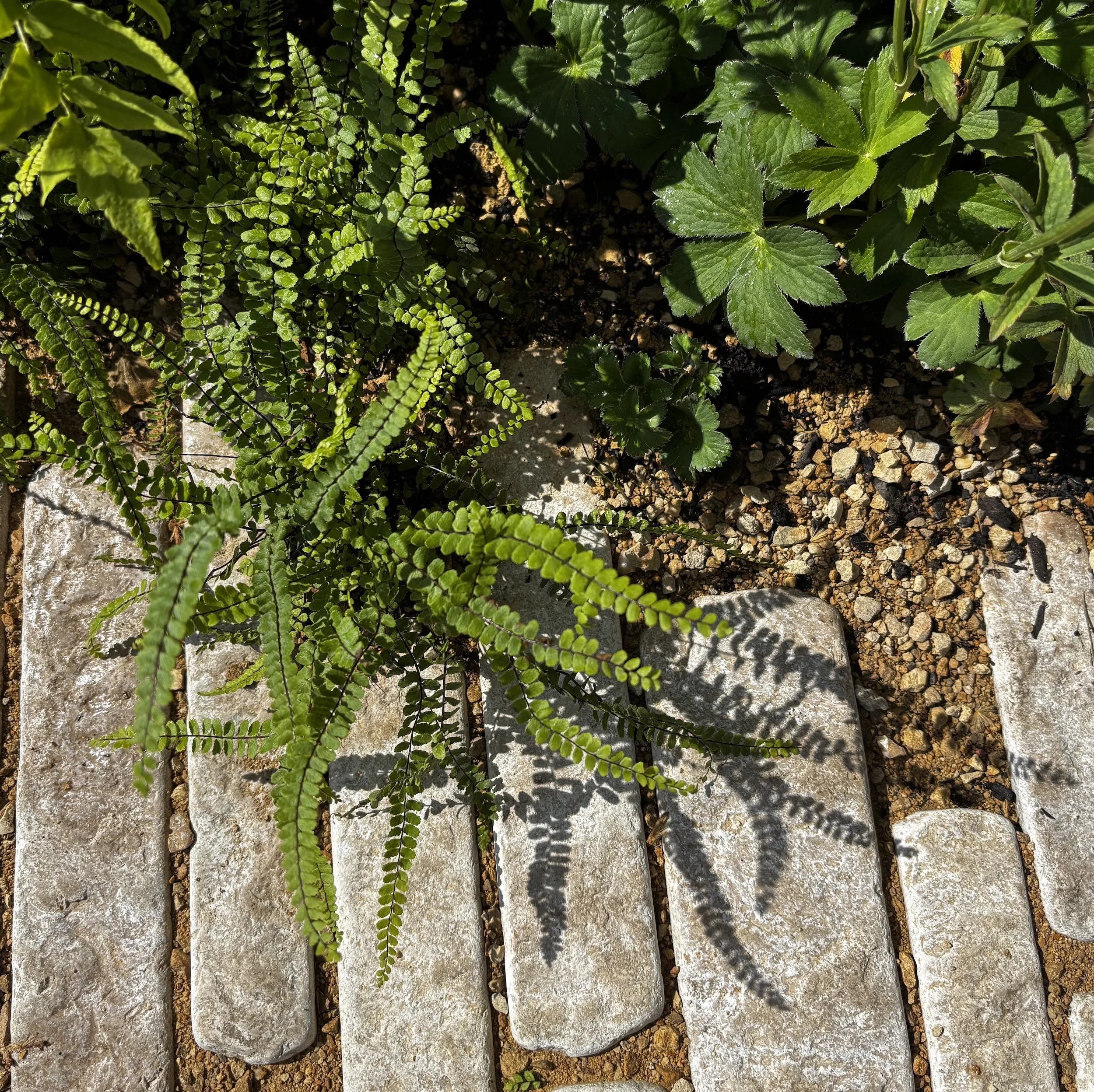 Asplenium trichomanes.jpeg