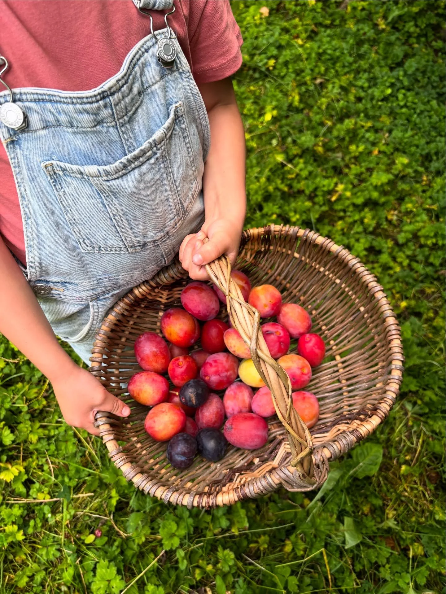 Picking plums in the garden 🌿