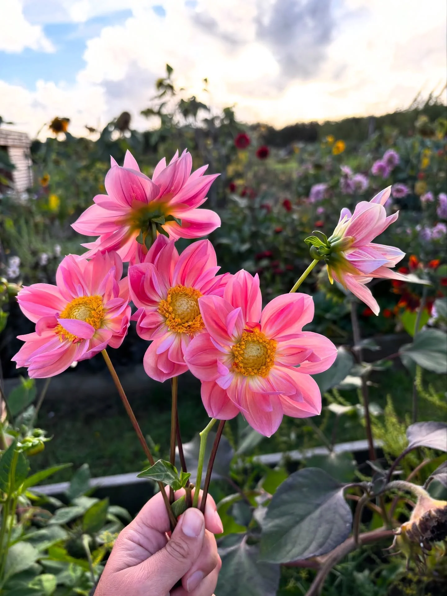 Completely obsessed with these dahlia babies grown from @floretflower seed via @alma.proust ☺️ 🌸
