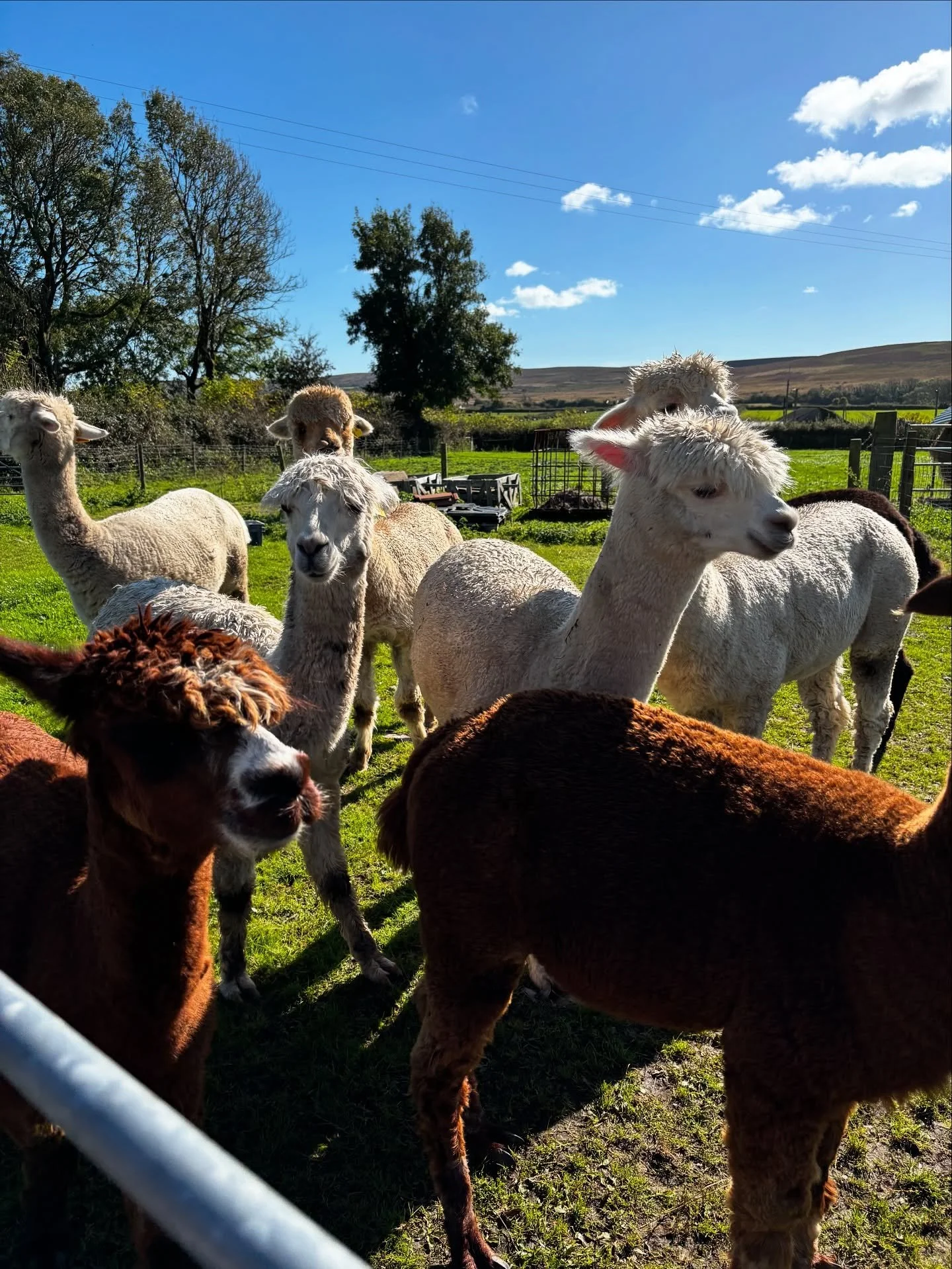 Starting my birthday celebrations a few days early with a gorgeous afternoon at @penrhalltalpacas 😍