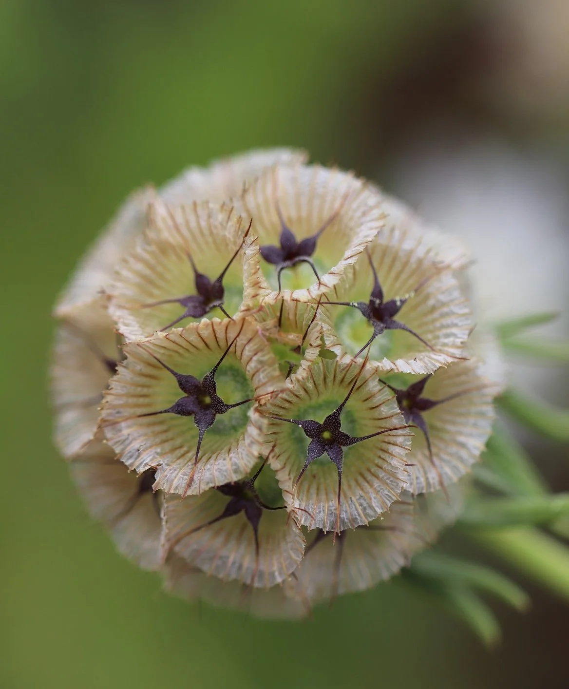 Scabiosa stellata 'Sternkugel' seedhead.jpeg
