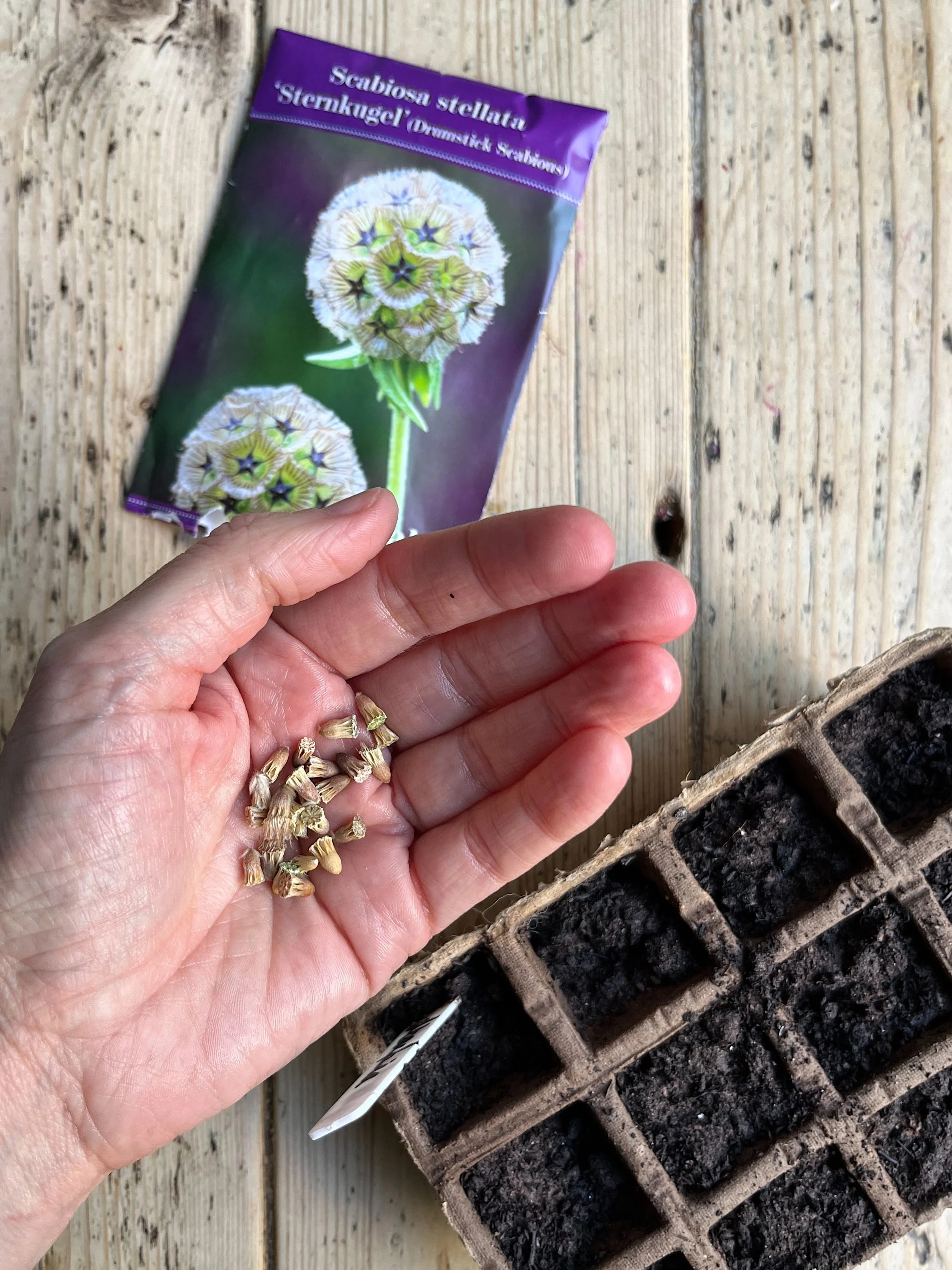 Scabious drumstick Sternkugel seeds.JPG