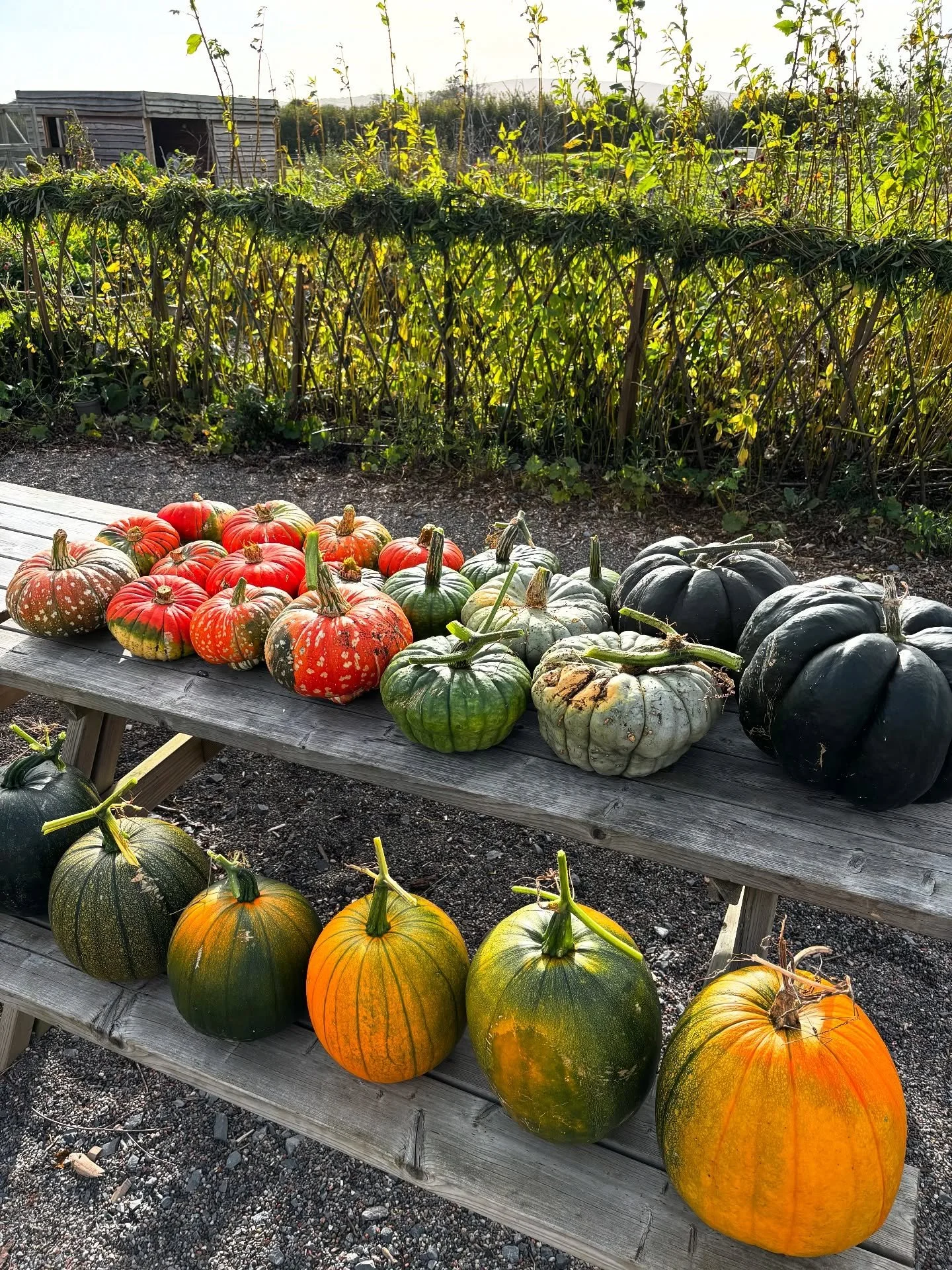 This years pumpkin harvest 🎃
