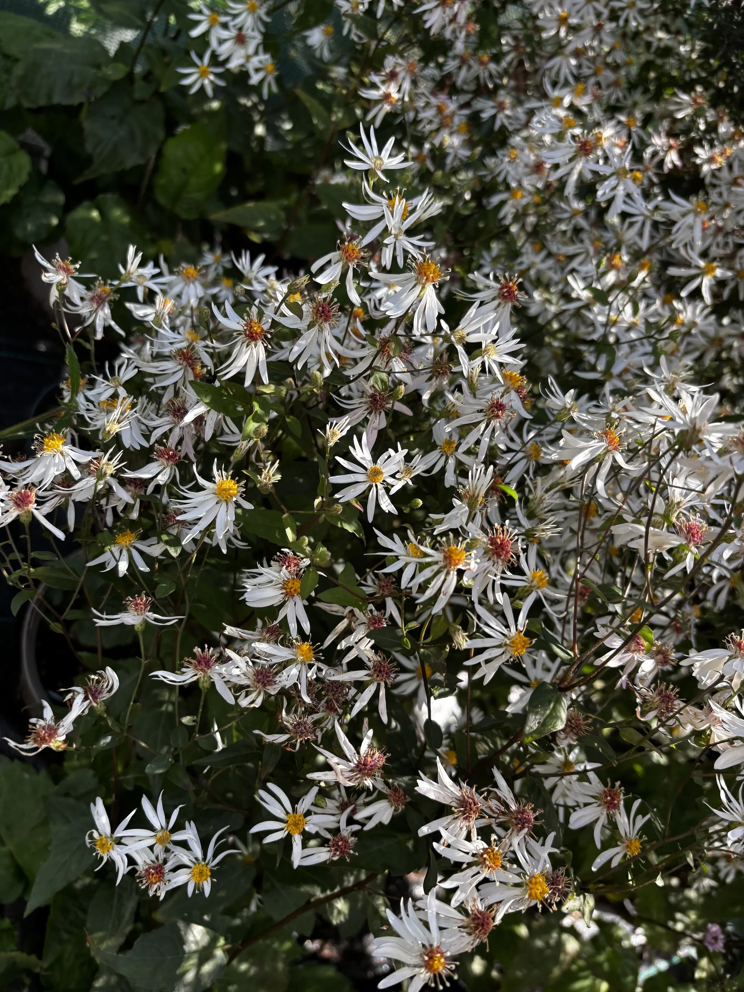 Plant guide: Eurybia divaricata