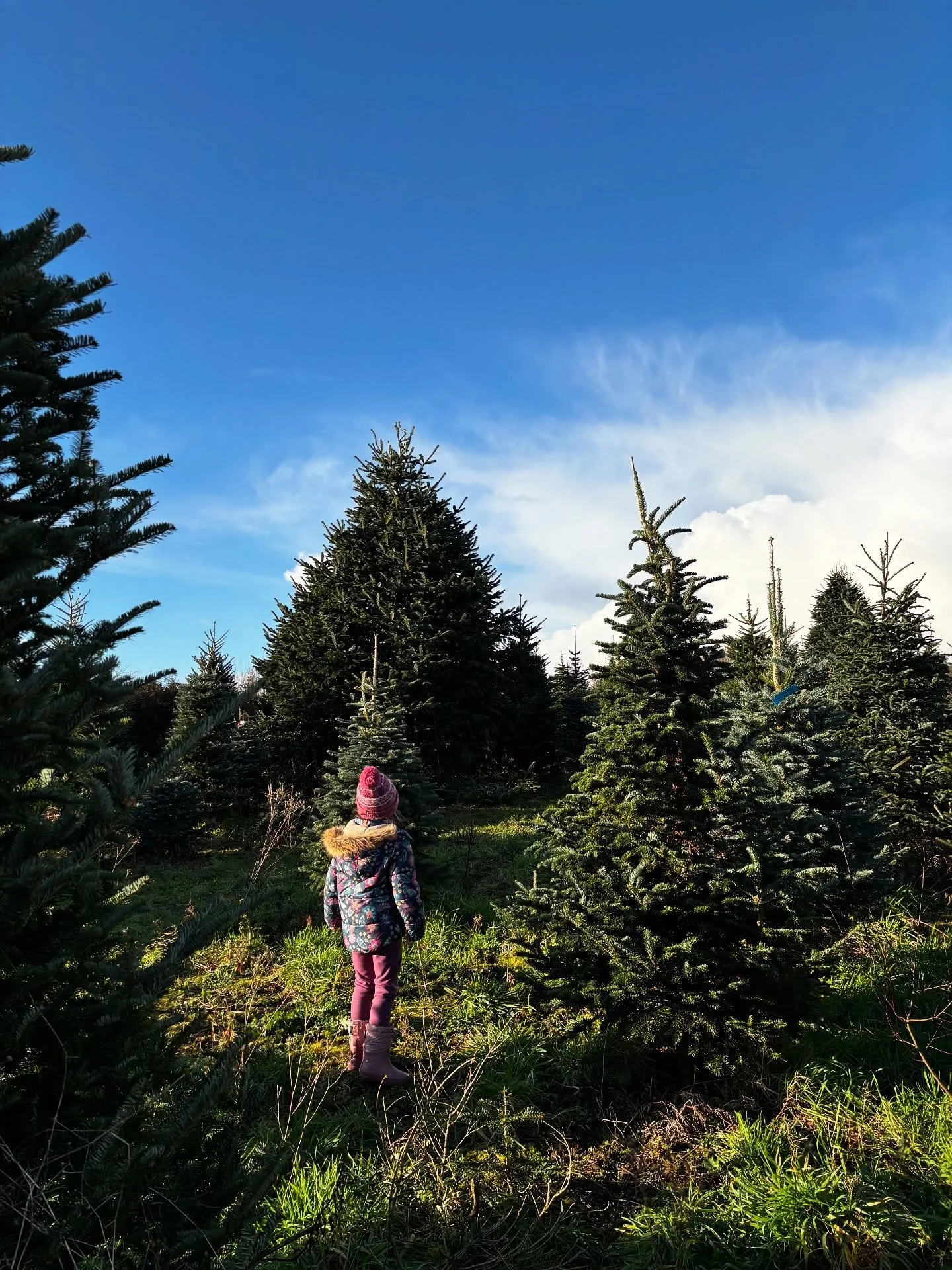 Our annual trip to @gowerfreshchristmastrees 🎄 Feeding the reindeer, dodging torrential rain showers and choosing a tree that is far too big for our living room&hellip; Christmas has officially arrived!!