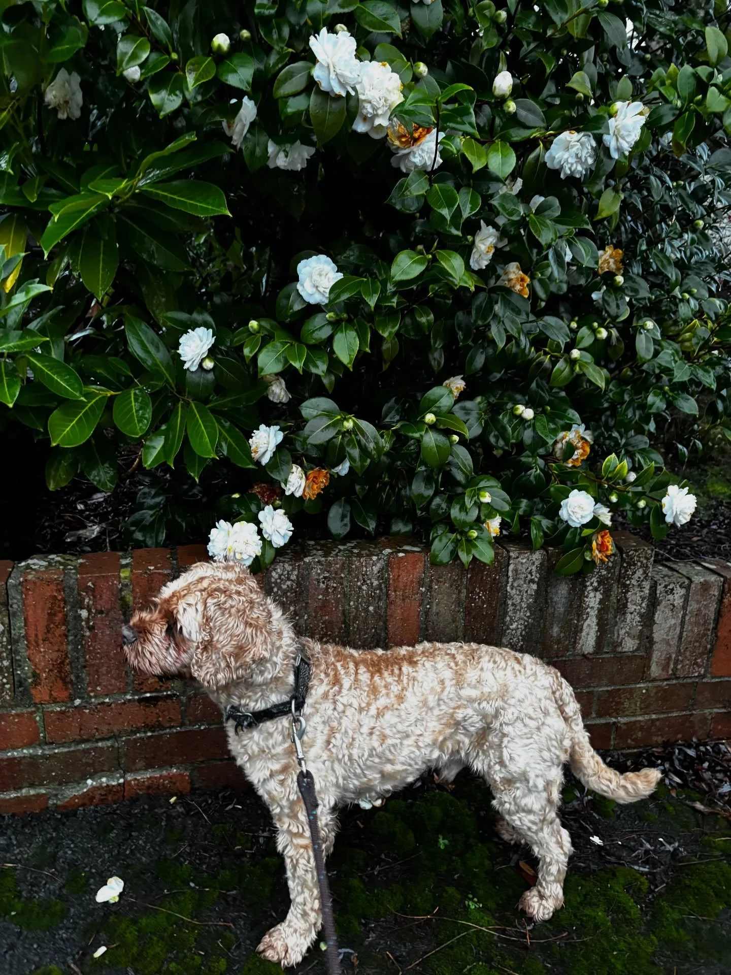 A soggy doggy and a few signs of spring ☺️ 🌱