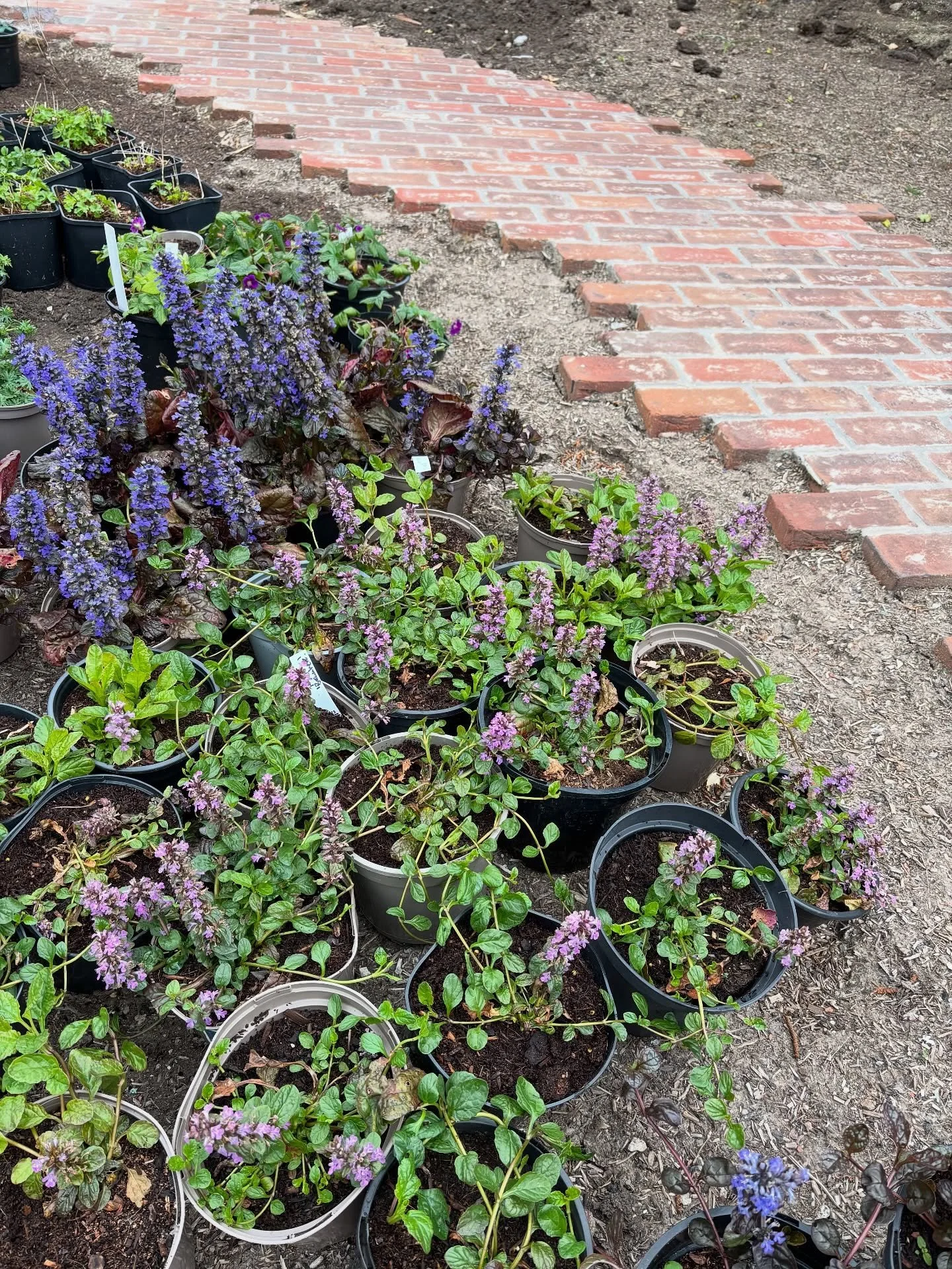 We&rsquo;ve had a great day today setting out plants for one of our Penarth projects. This project has reinforced all of the reasons why we wanted to start our own nursery. The garden &lsquo;before&rsquo; had lots of wonderful plants which our client
