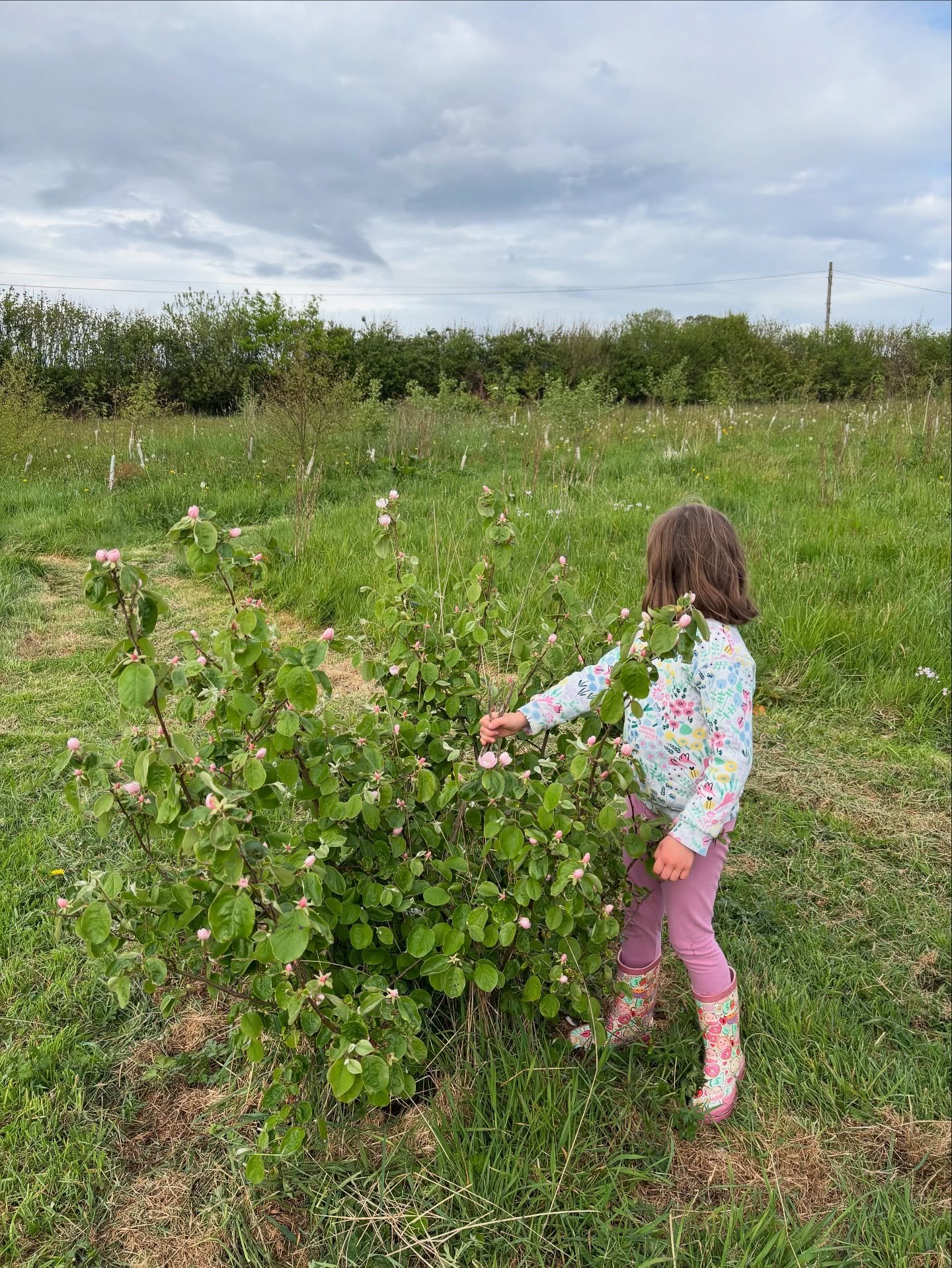 While mowing in our orchard yesterday, I was very happy to discover that the quince trees we planted a couple of years ago are flowering for the first time! The pink flowered variety (&lsquo;Lescovaka&rsquo;) is particularly gorgeous. Our apple trees