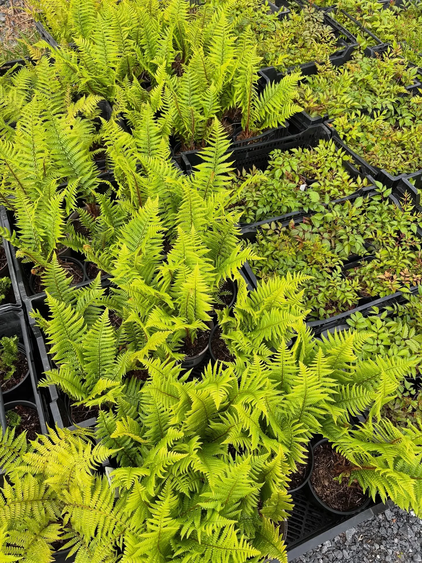 Lots of lovely plants packed and ready to be planted next week! The ferns are loving this drizzle 🌿