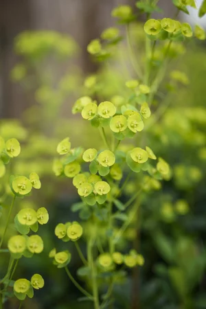 Plant Guide: Euphorbia — Victoria Wade
