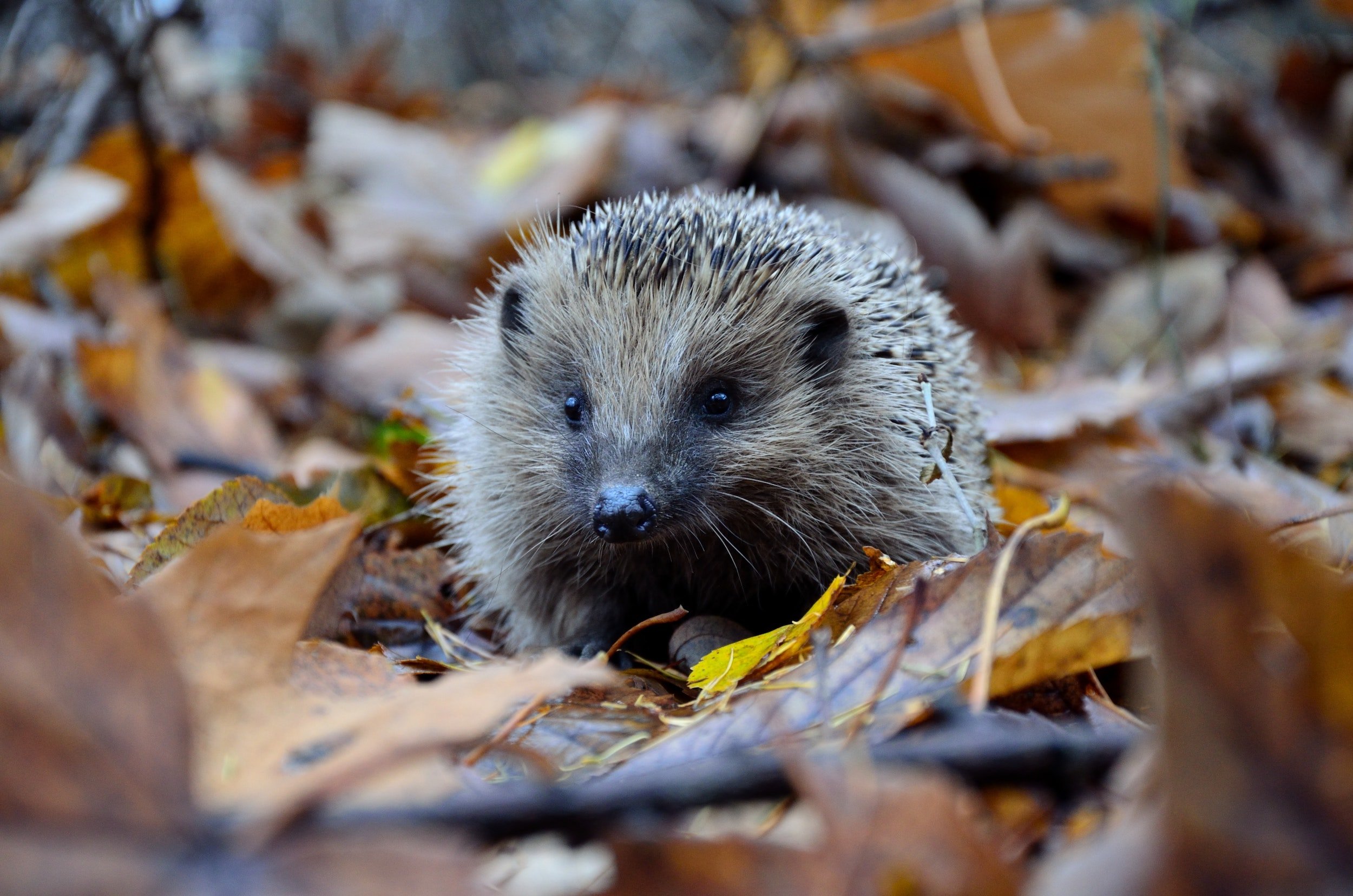 How to attract hedgehogs to your garden