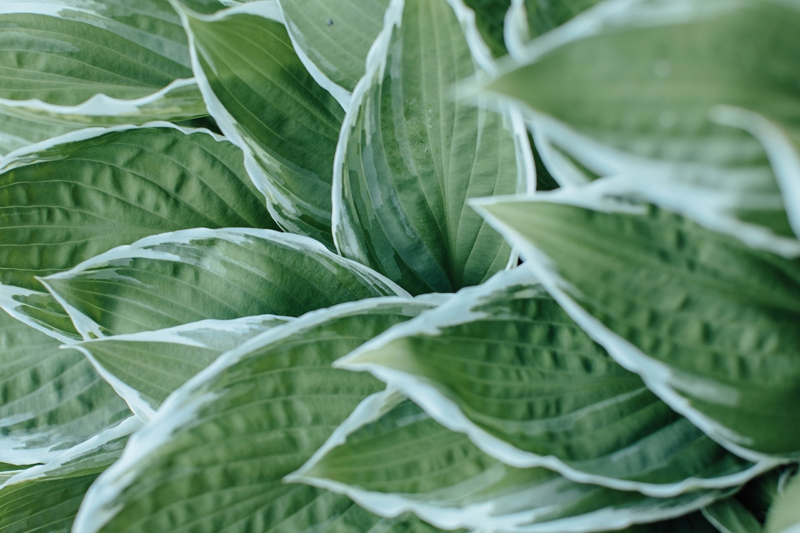 Plant Guide: Hostas