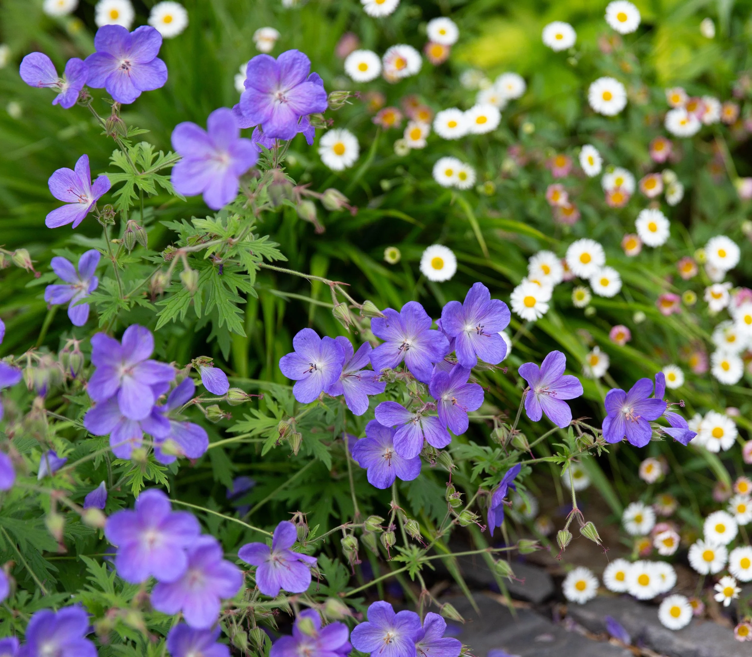 Eleven favourite: drought tolerant plants