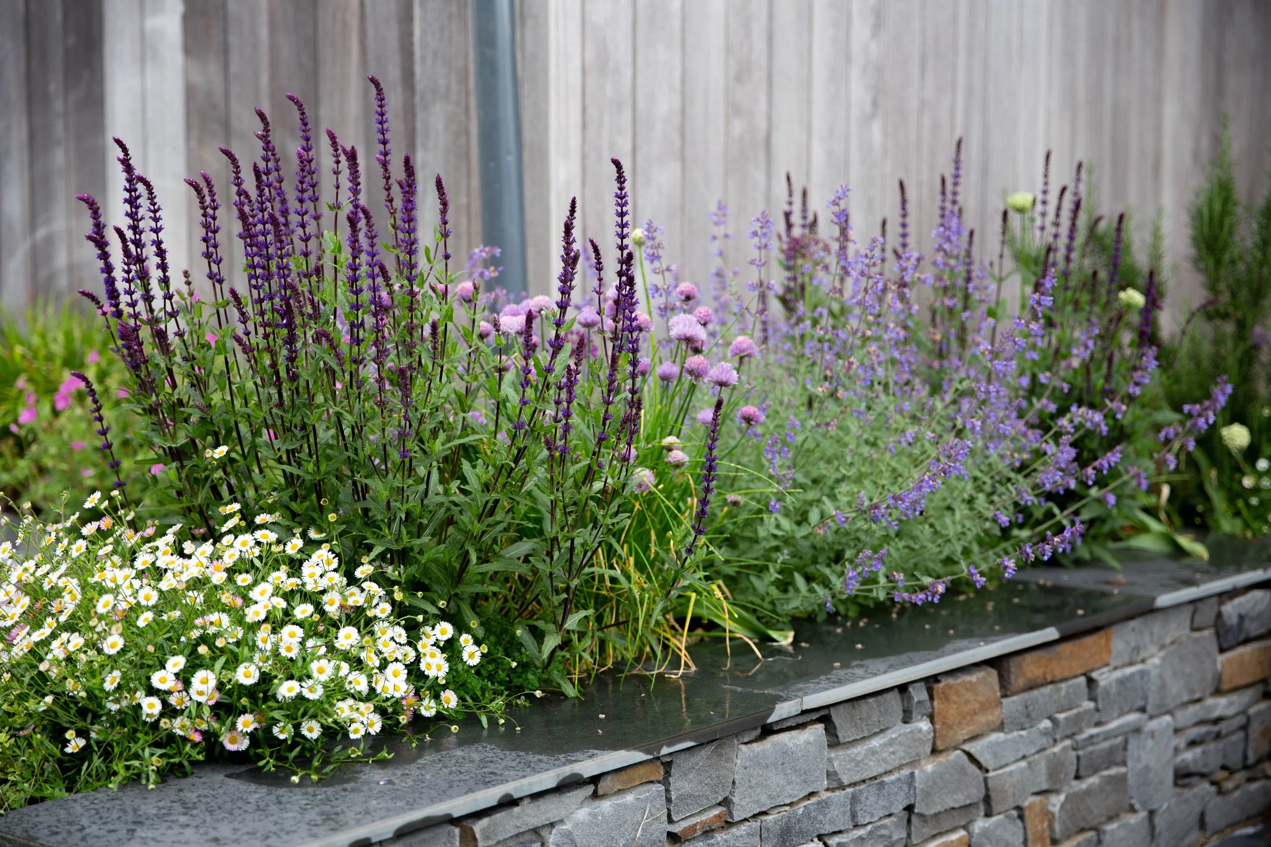 Plant guide: Salvia — Victoria Wade