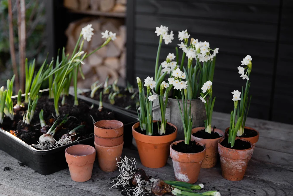 Plant guide: Narcissus — Victoria Wade