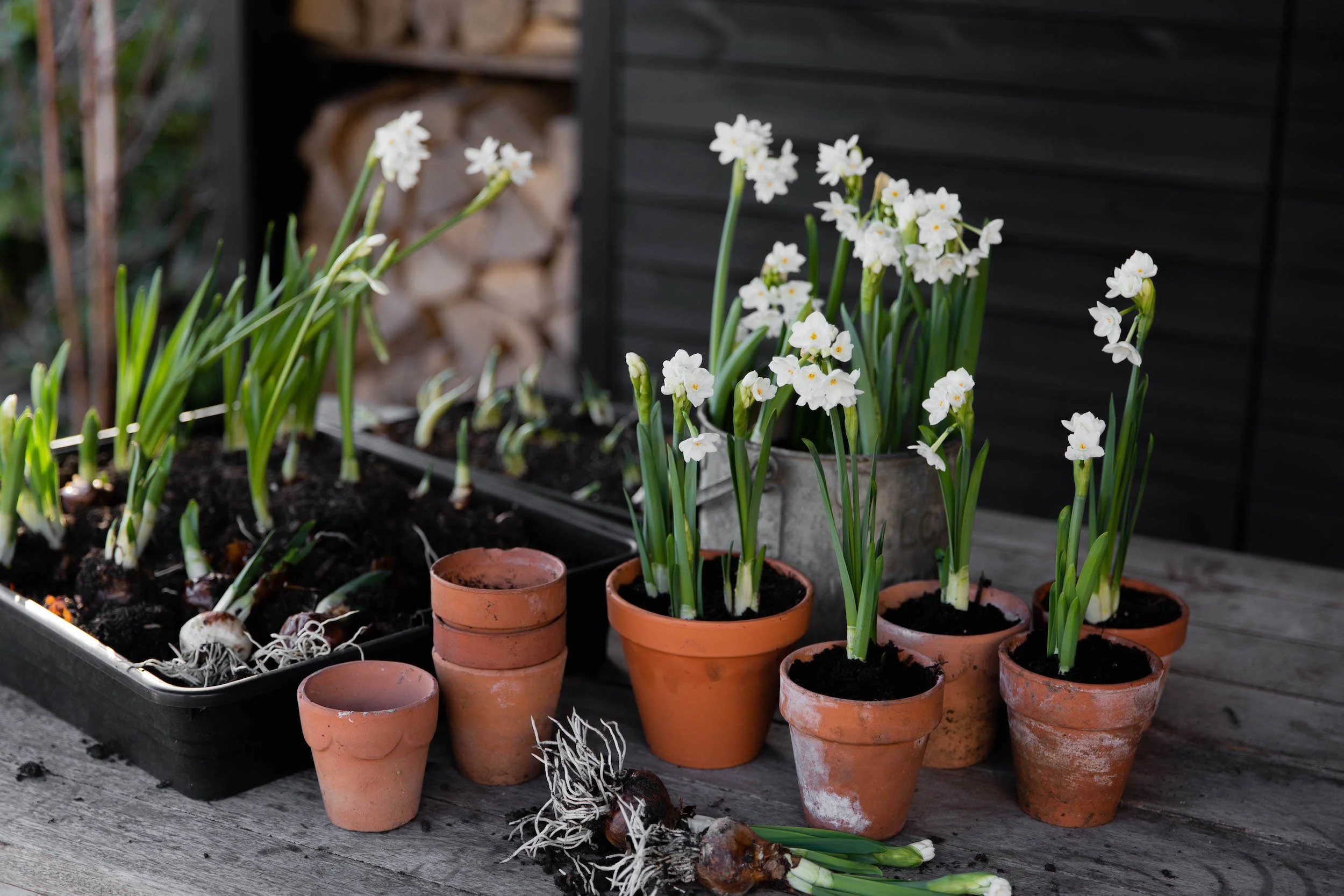 Plant guide: Narcissus — Victoria Wade