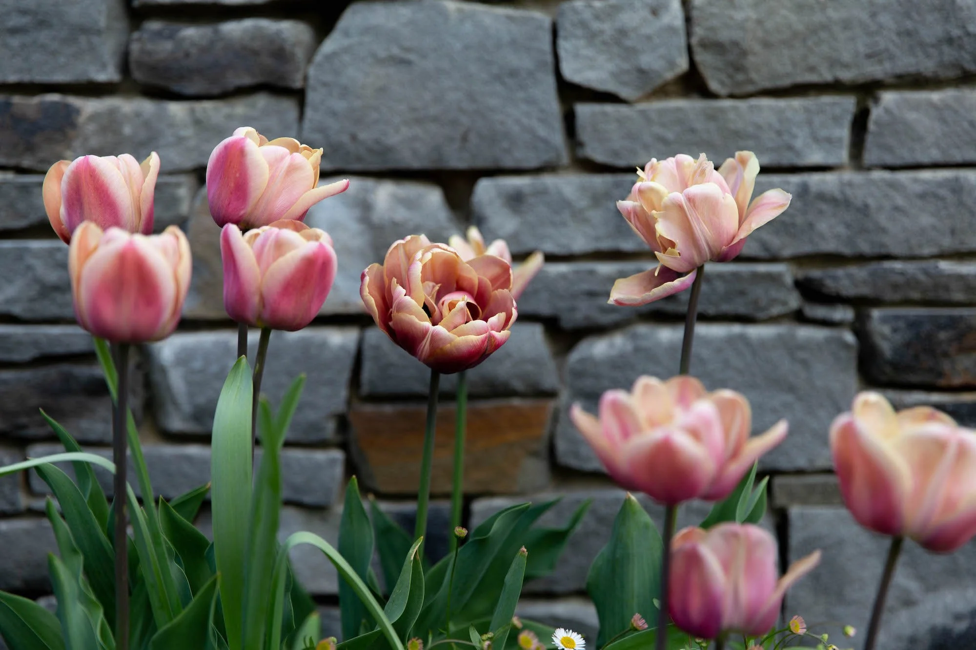 Tulip 'La Belle Epoque' growing against a stone wall