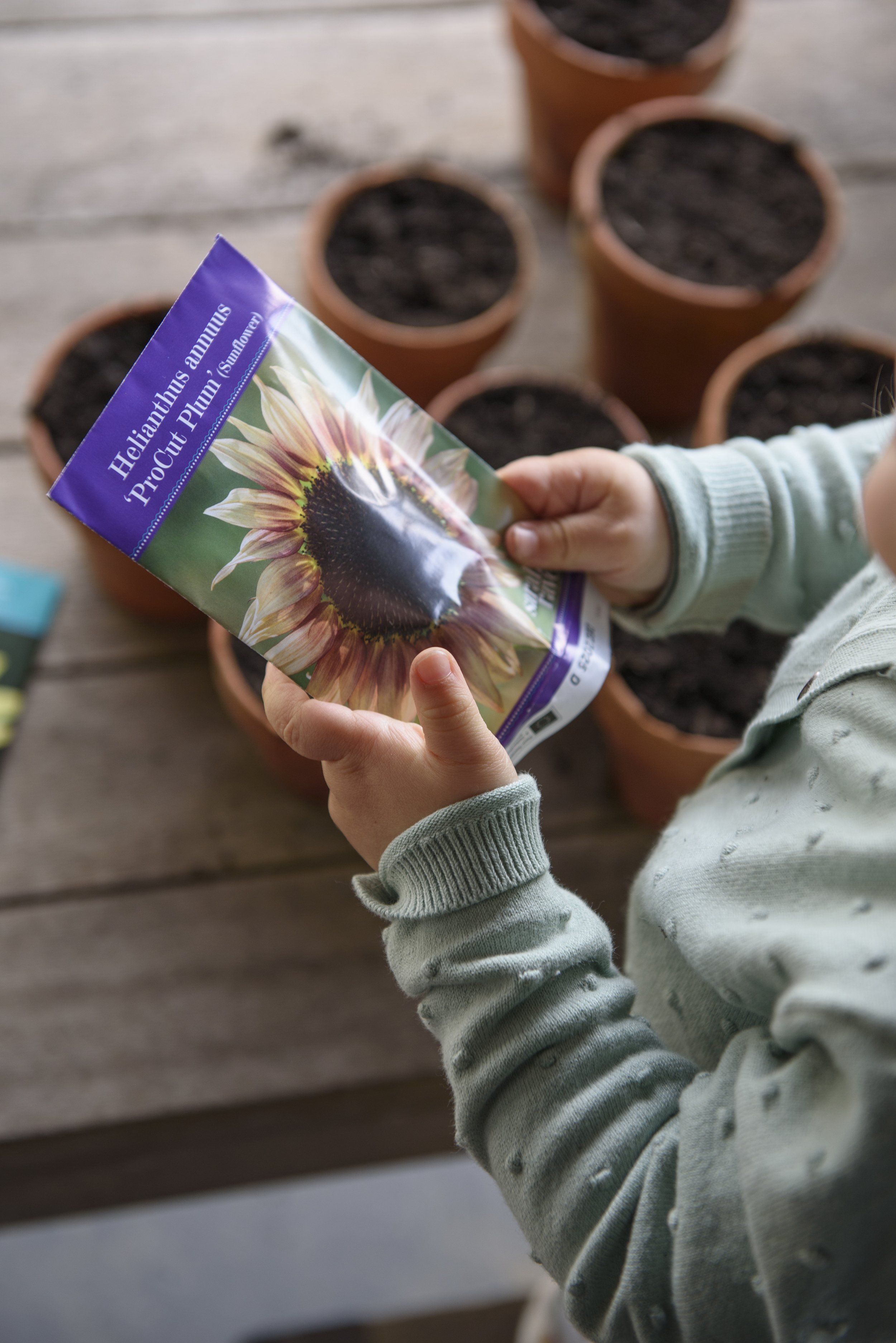 Where to buy seeds