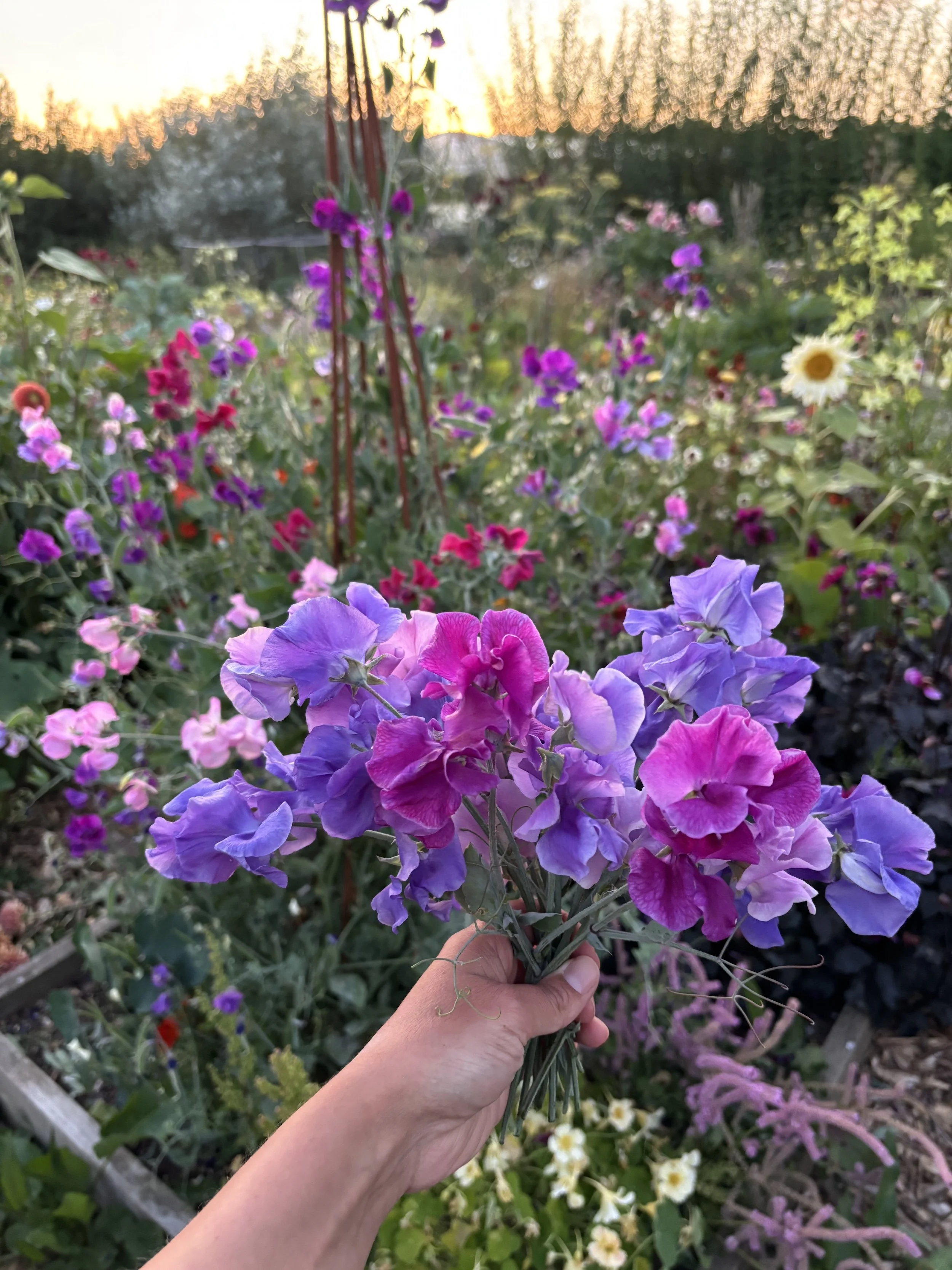 Bunch of home grown sweet peas
