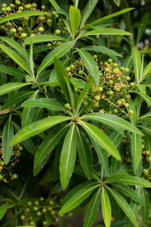 Plant Guide: Euphorbia — Victoria Wade