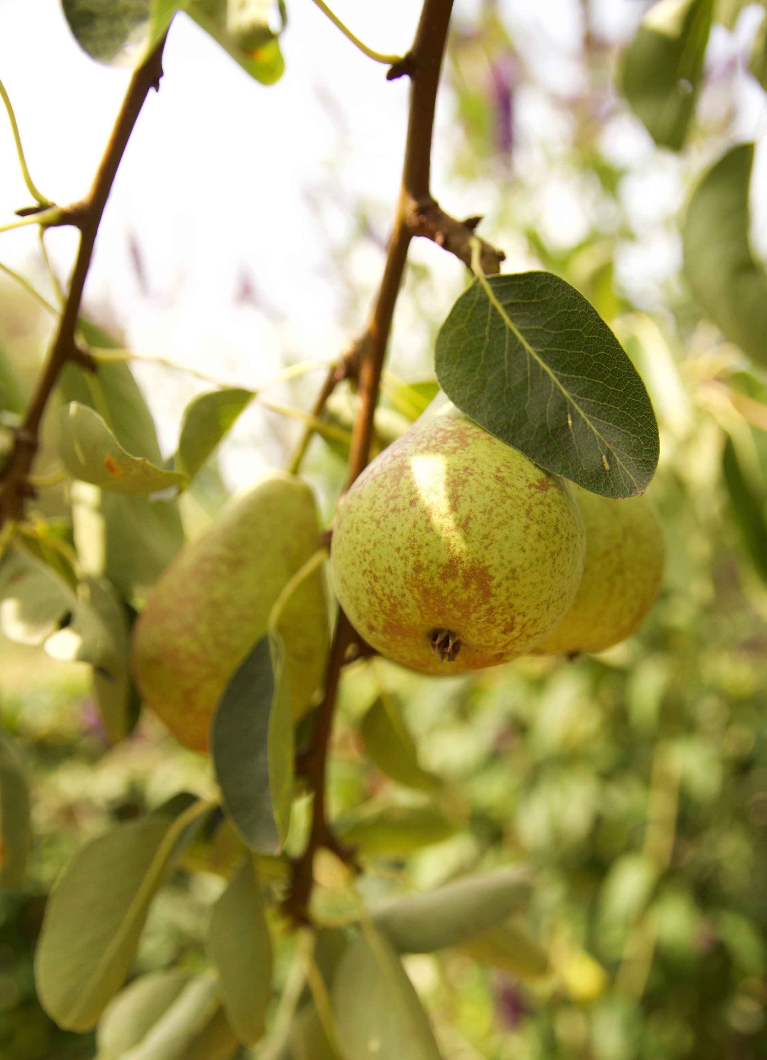Plant Guide: Pear Trees