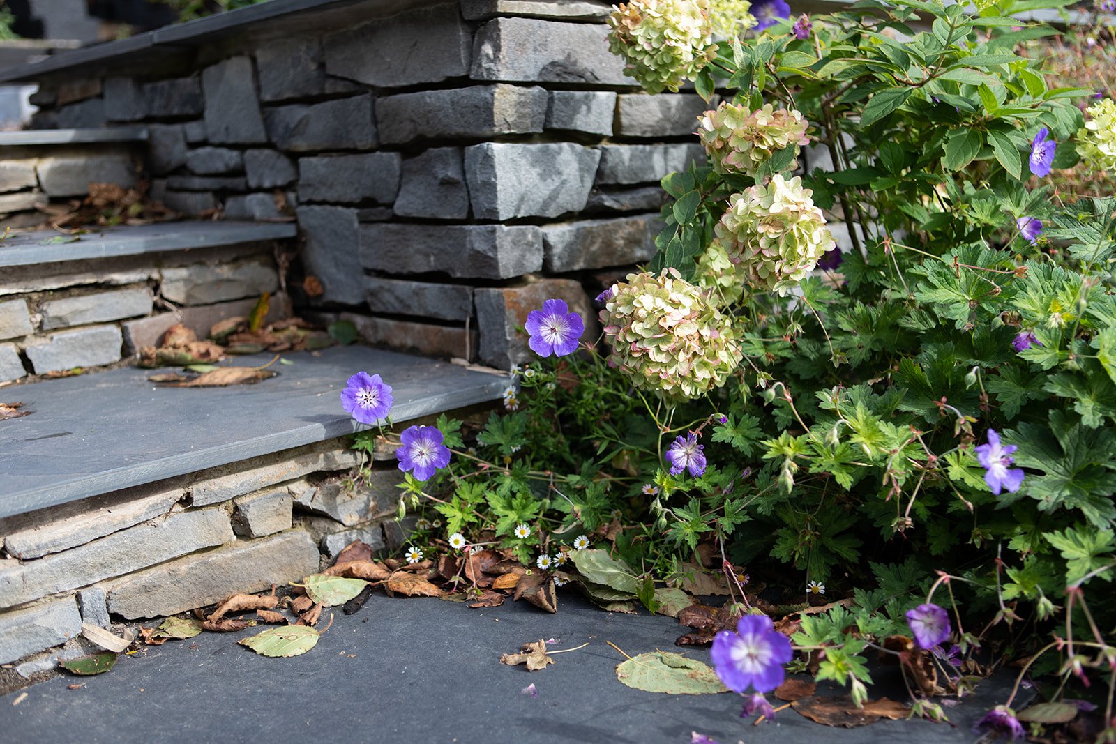 Five favourites: slug and snail resistant plants