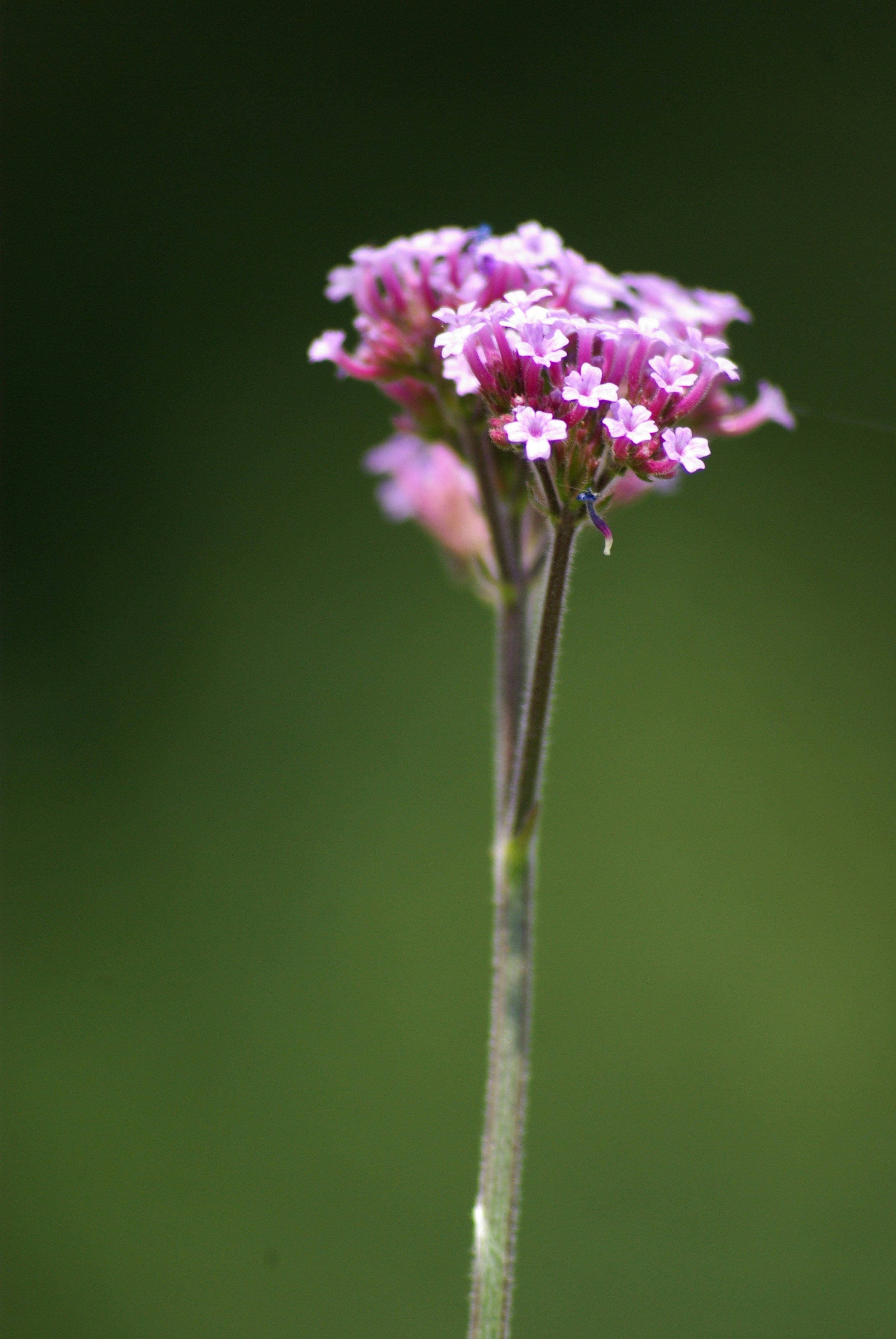 Plant Guide: Verbena Bonariensis