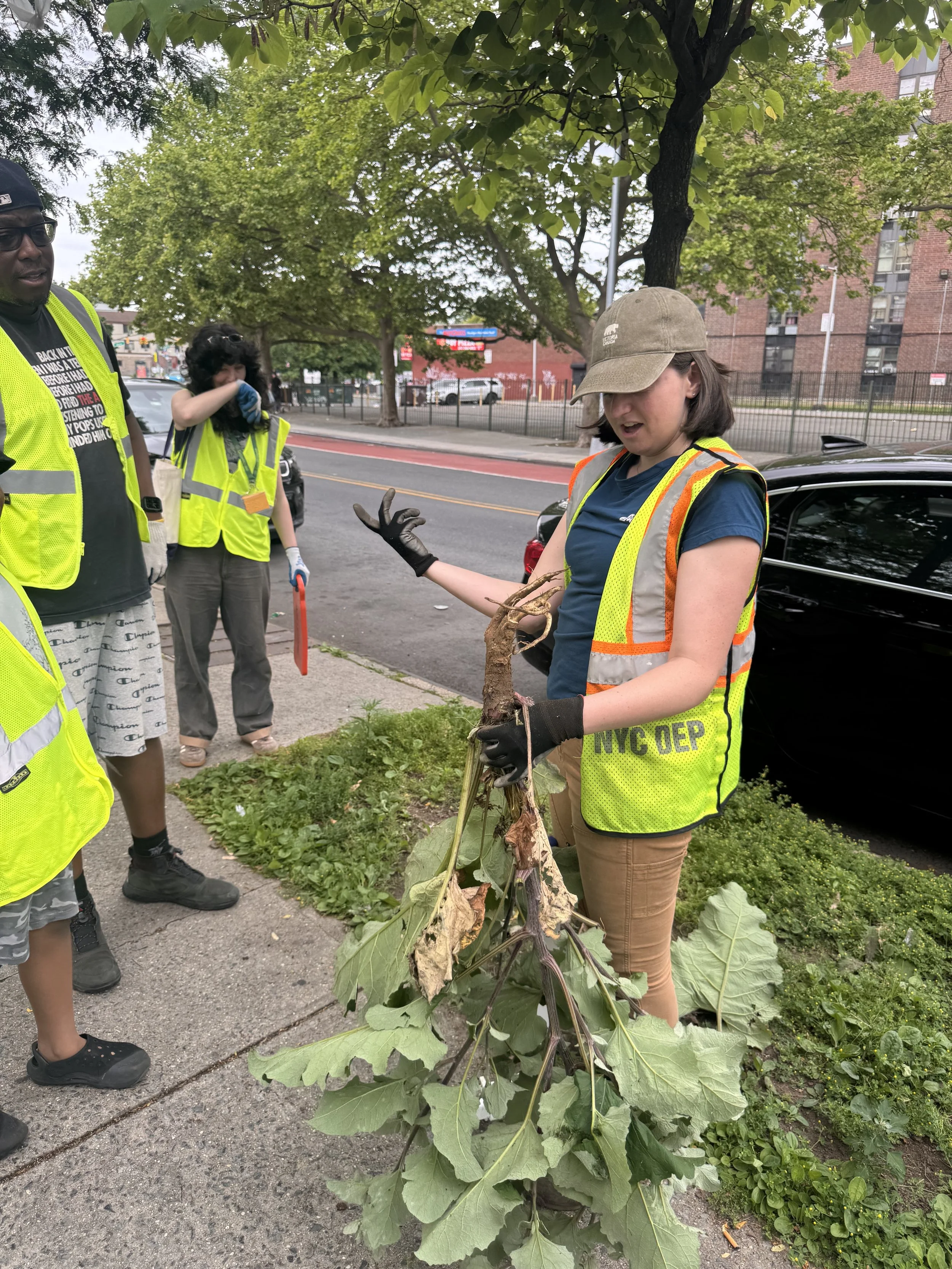 Saturday June 7 Weeds and Seeds Walk1524.jpg