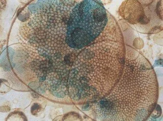 PBS segment about my work